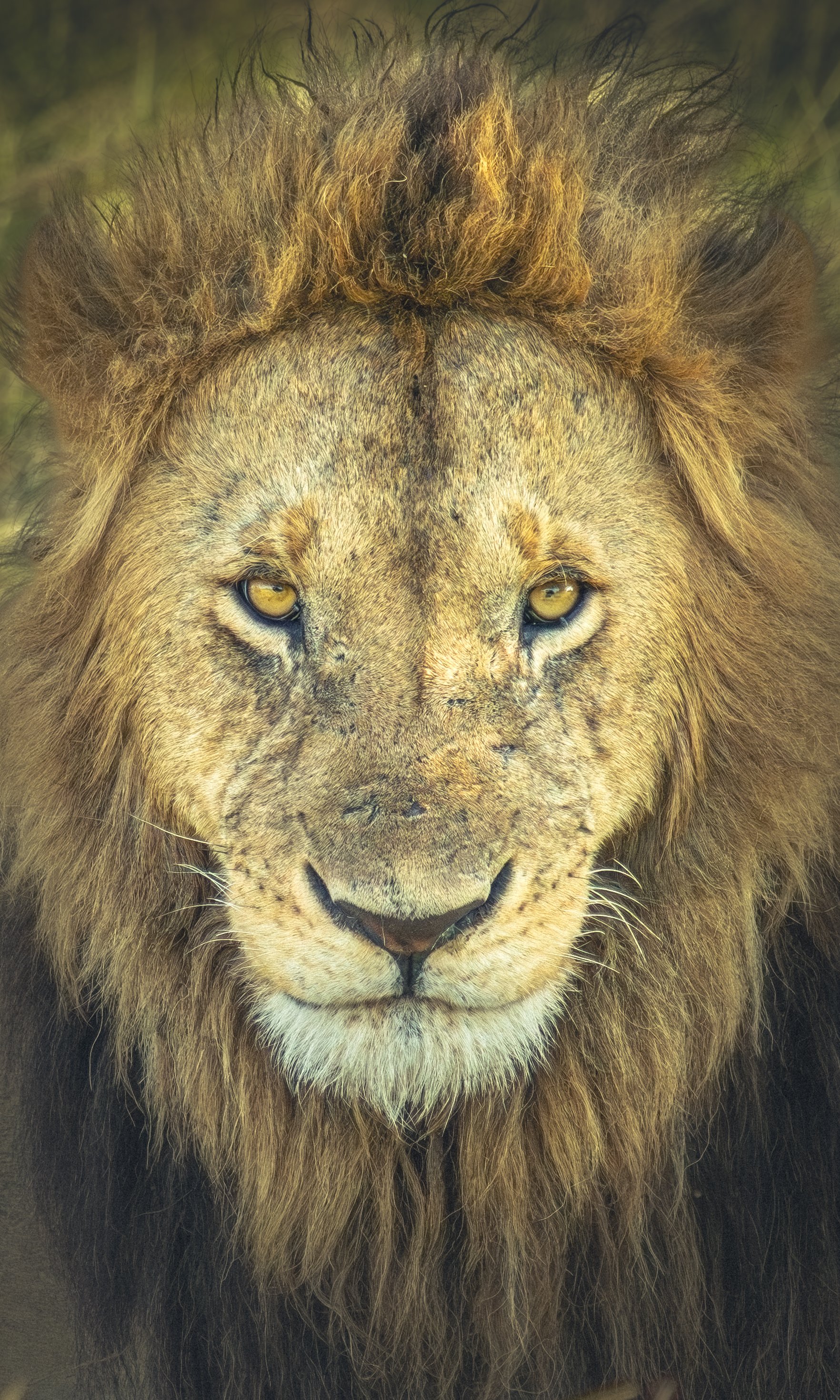 African Male Lion Classic Pose