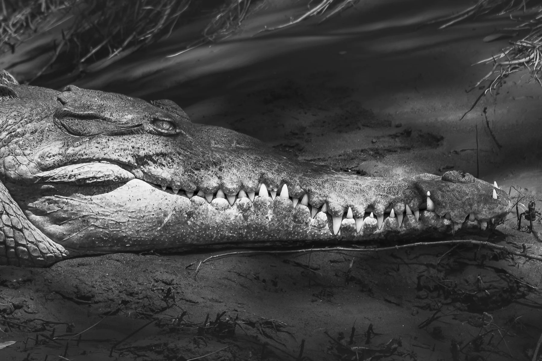 Crocadile Close-up Black&White 1064