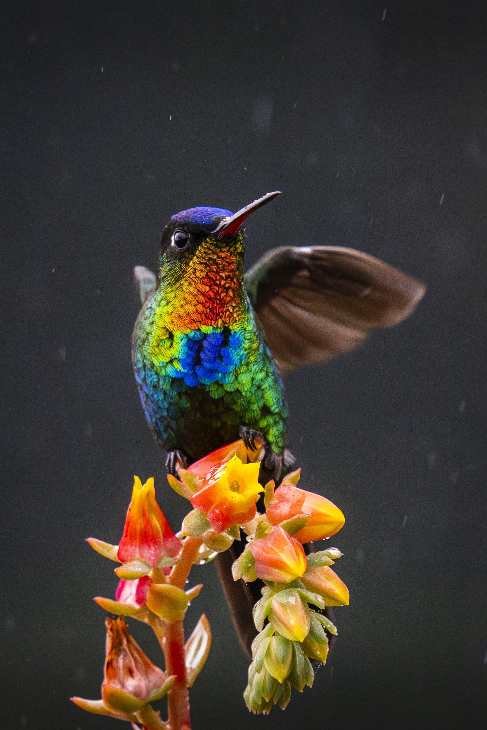 Fiery-Throated Hummingbird Posing on Flower 4843