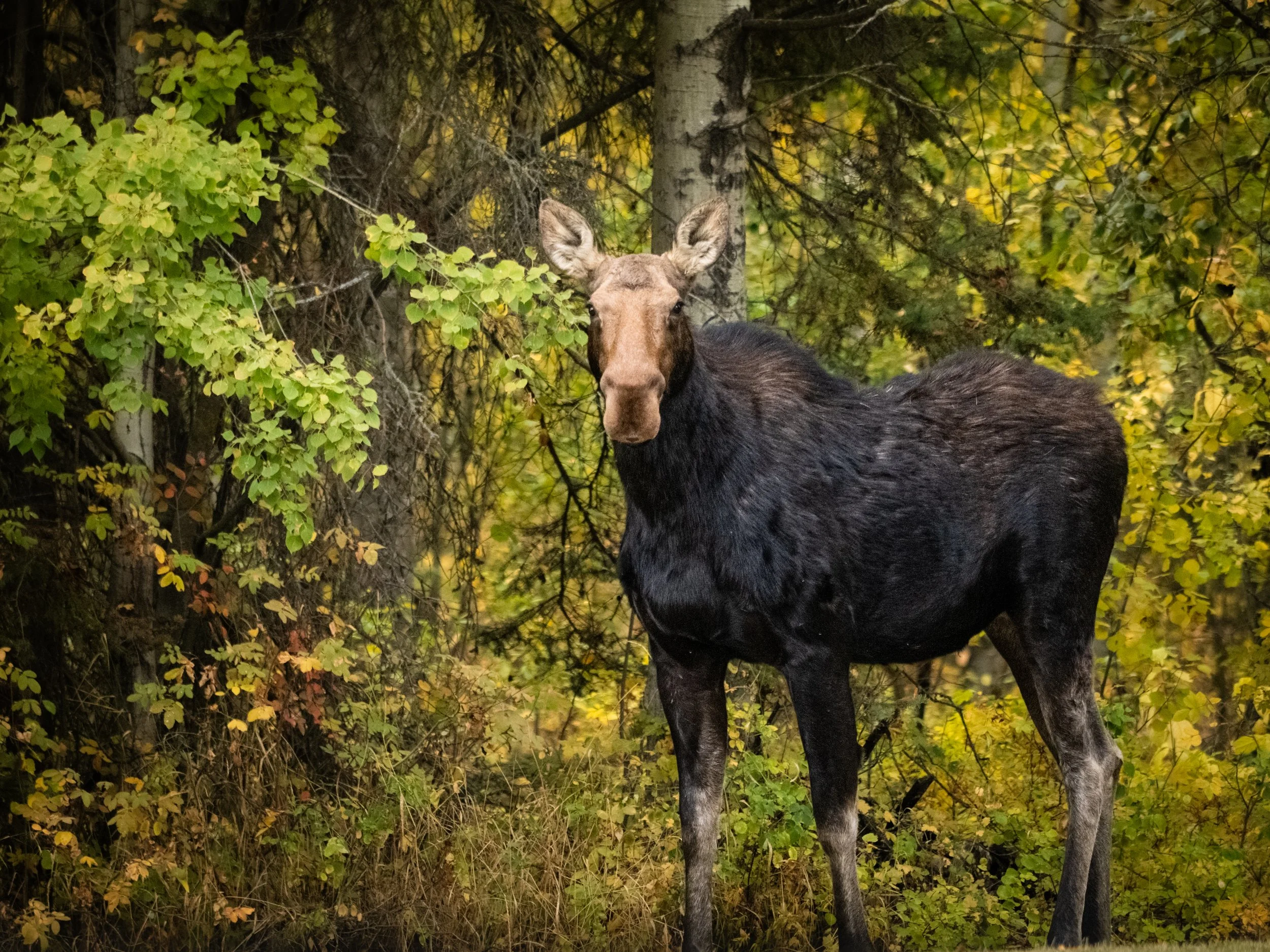 Cow Moose Fall Colours