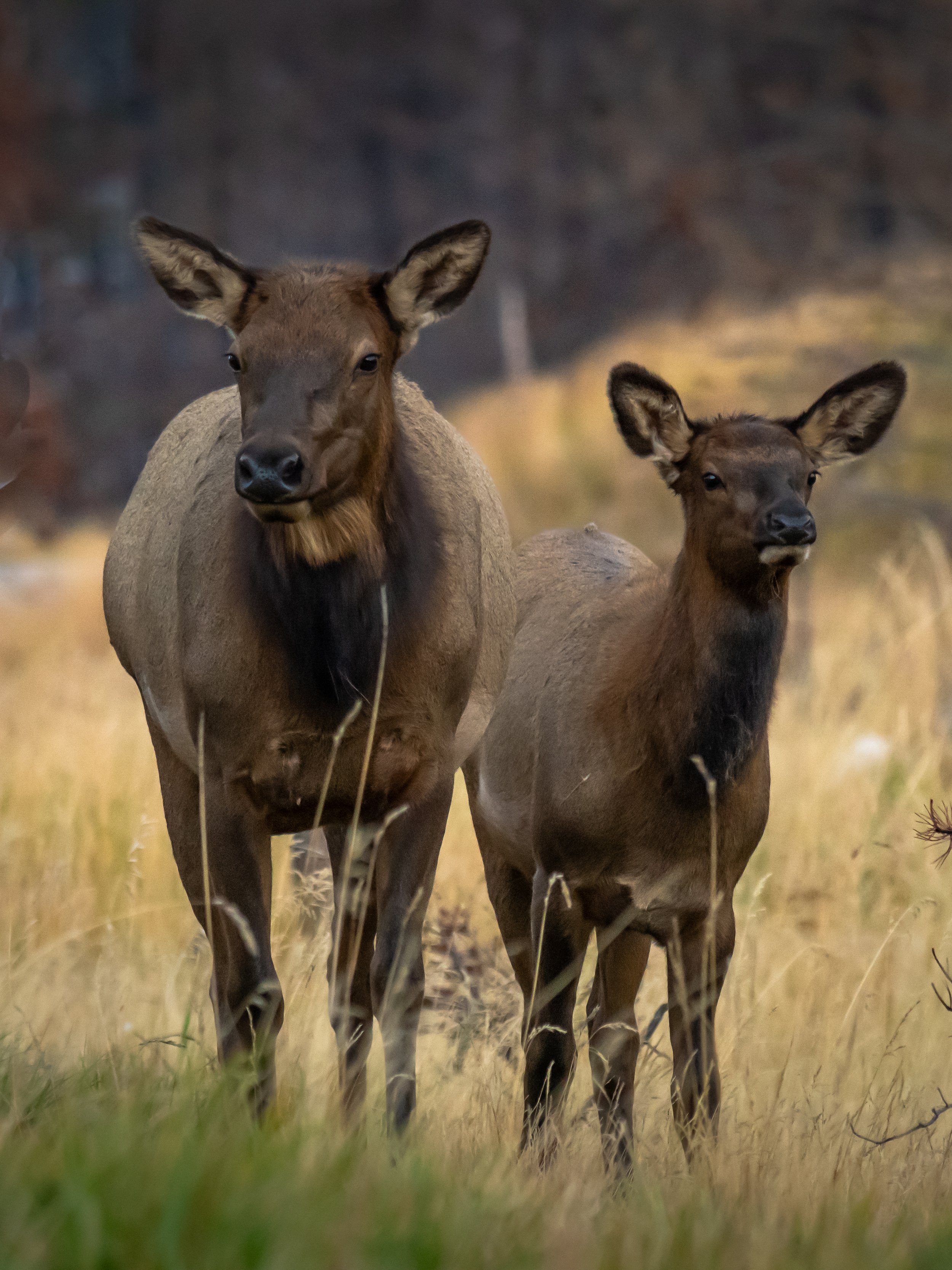 Jasper Elk Cow & Calf Curious