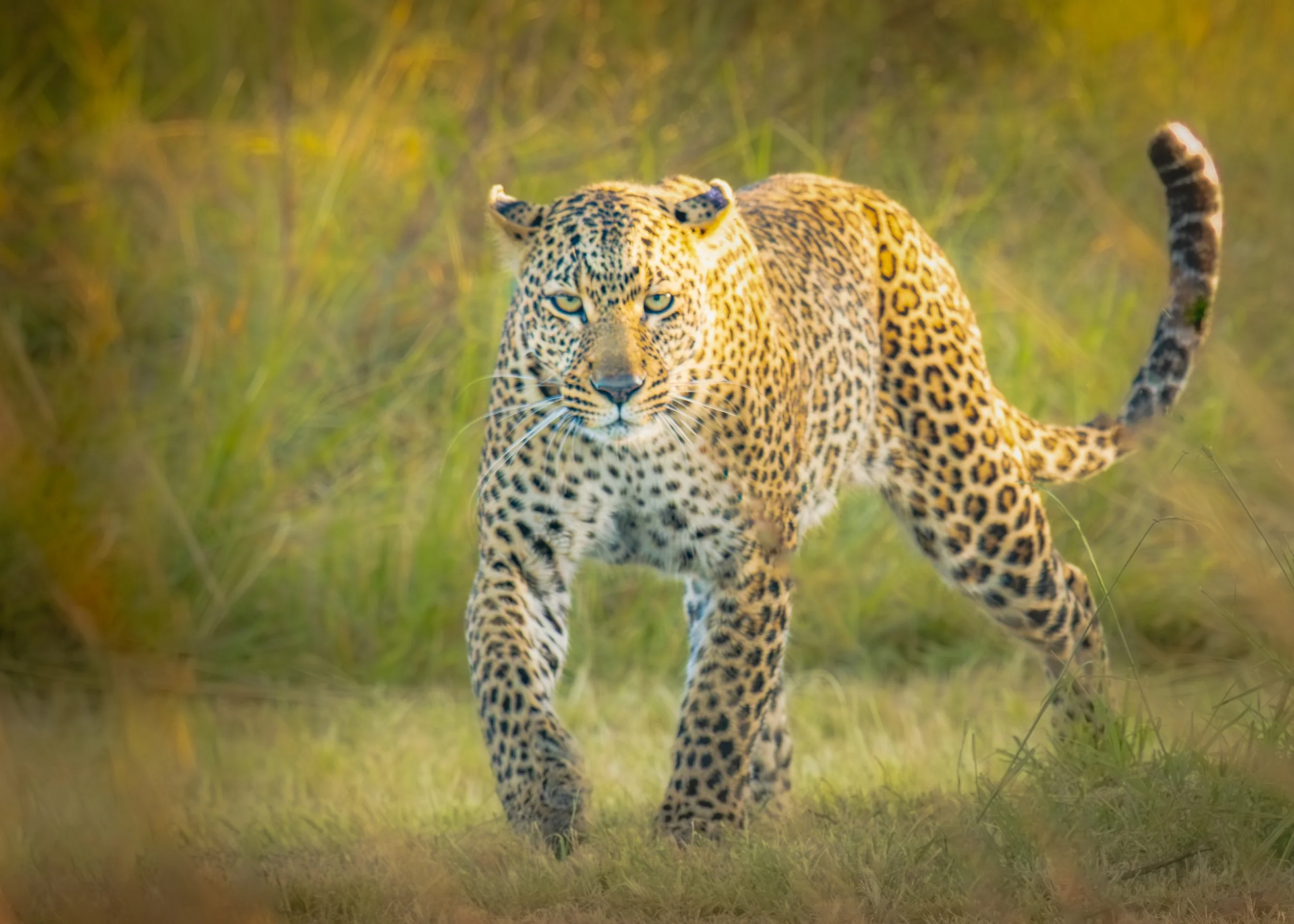 Africa Trip Masai Mara, Tansania