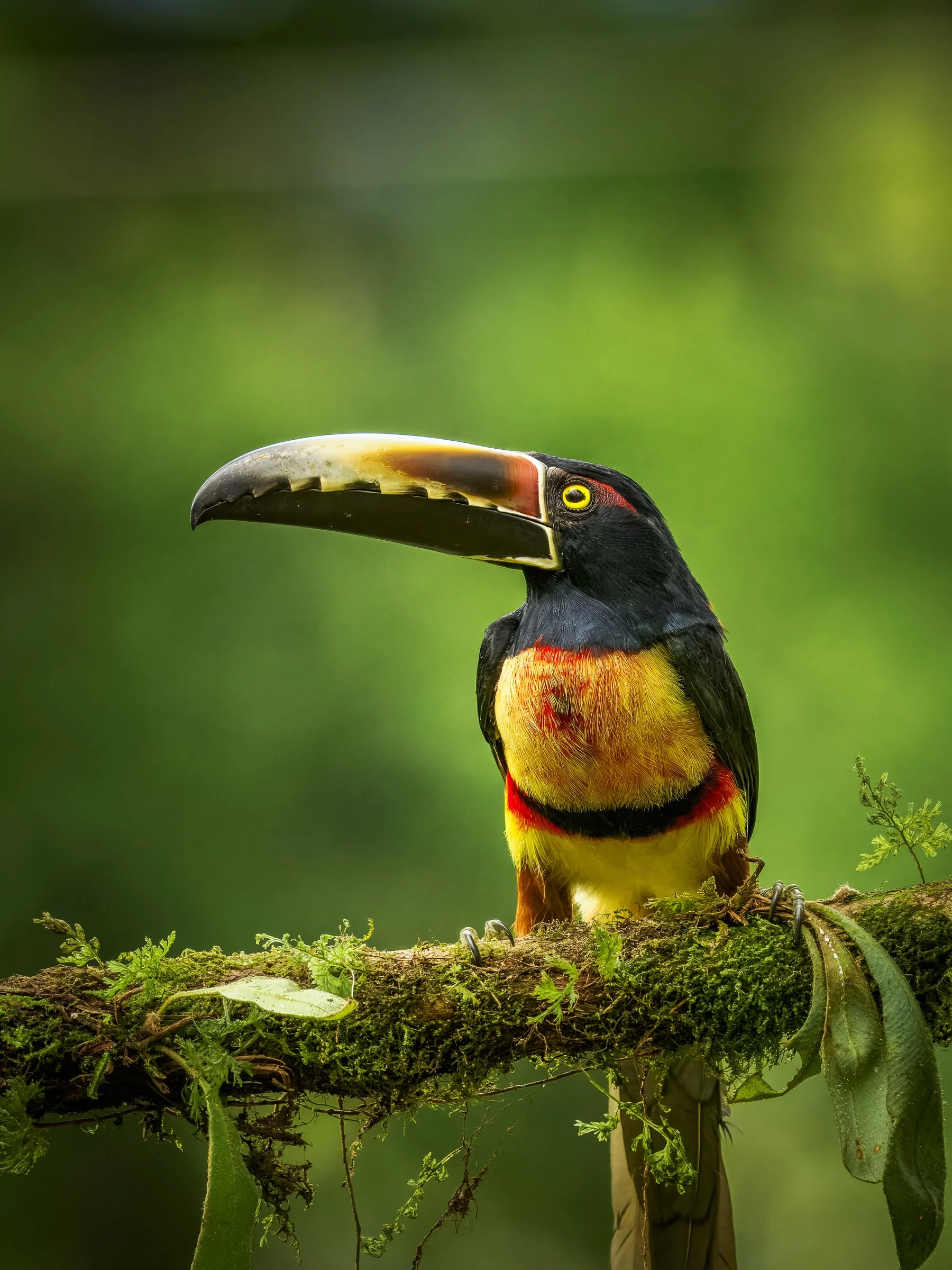 Collared Aracari 282029