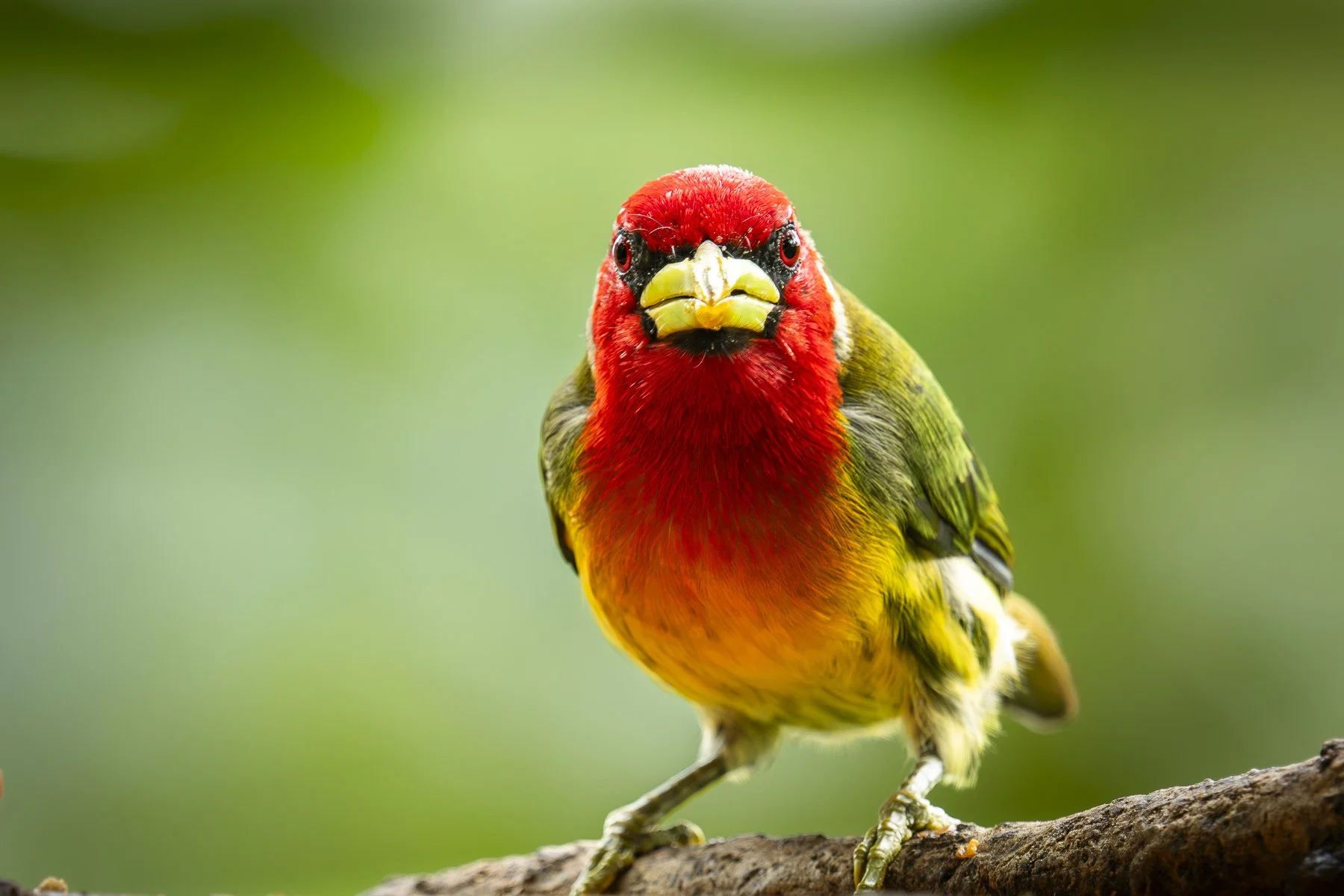 Red-headed Barbet 280455