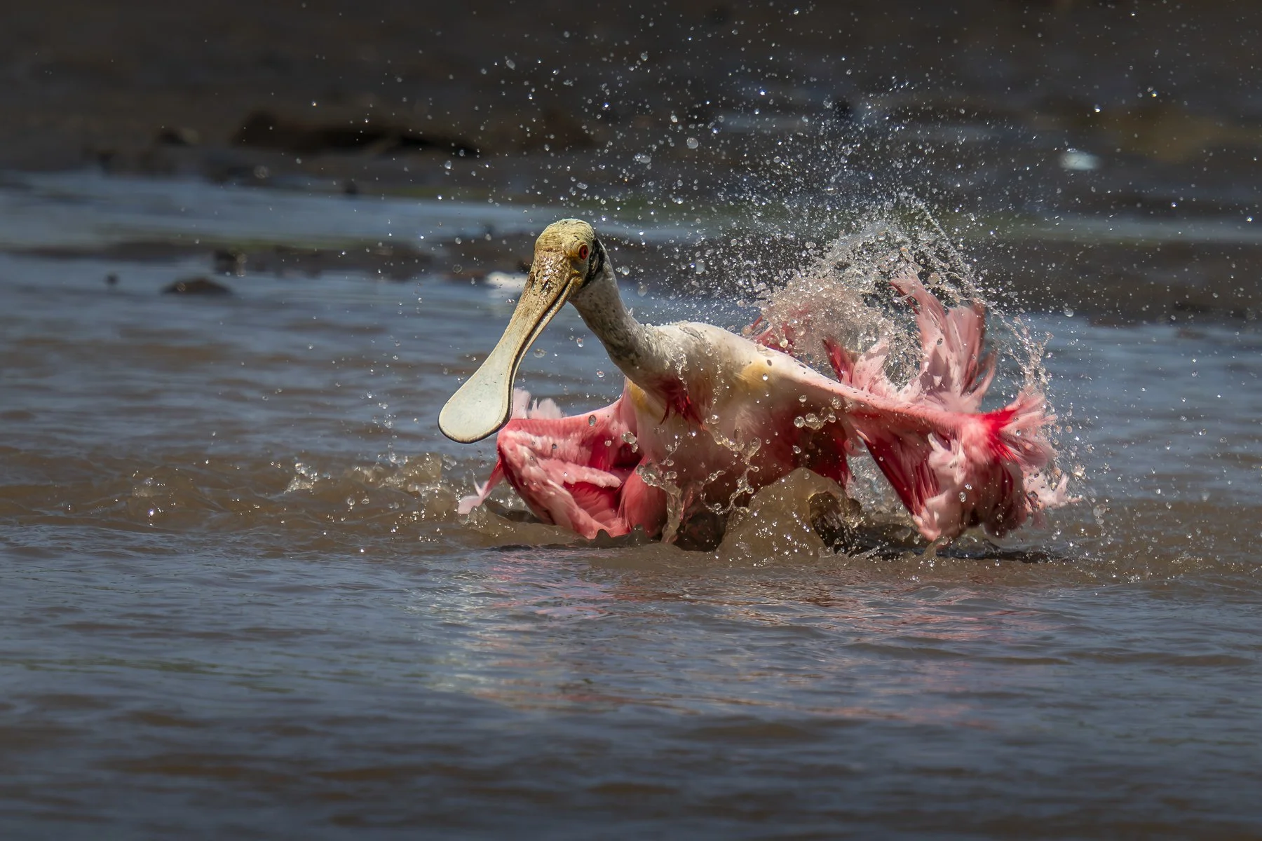 Roseate Spoon Bill Bathing Frantically 0831