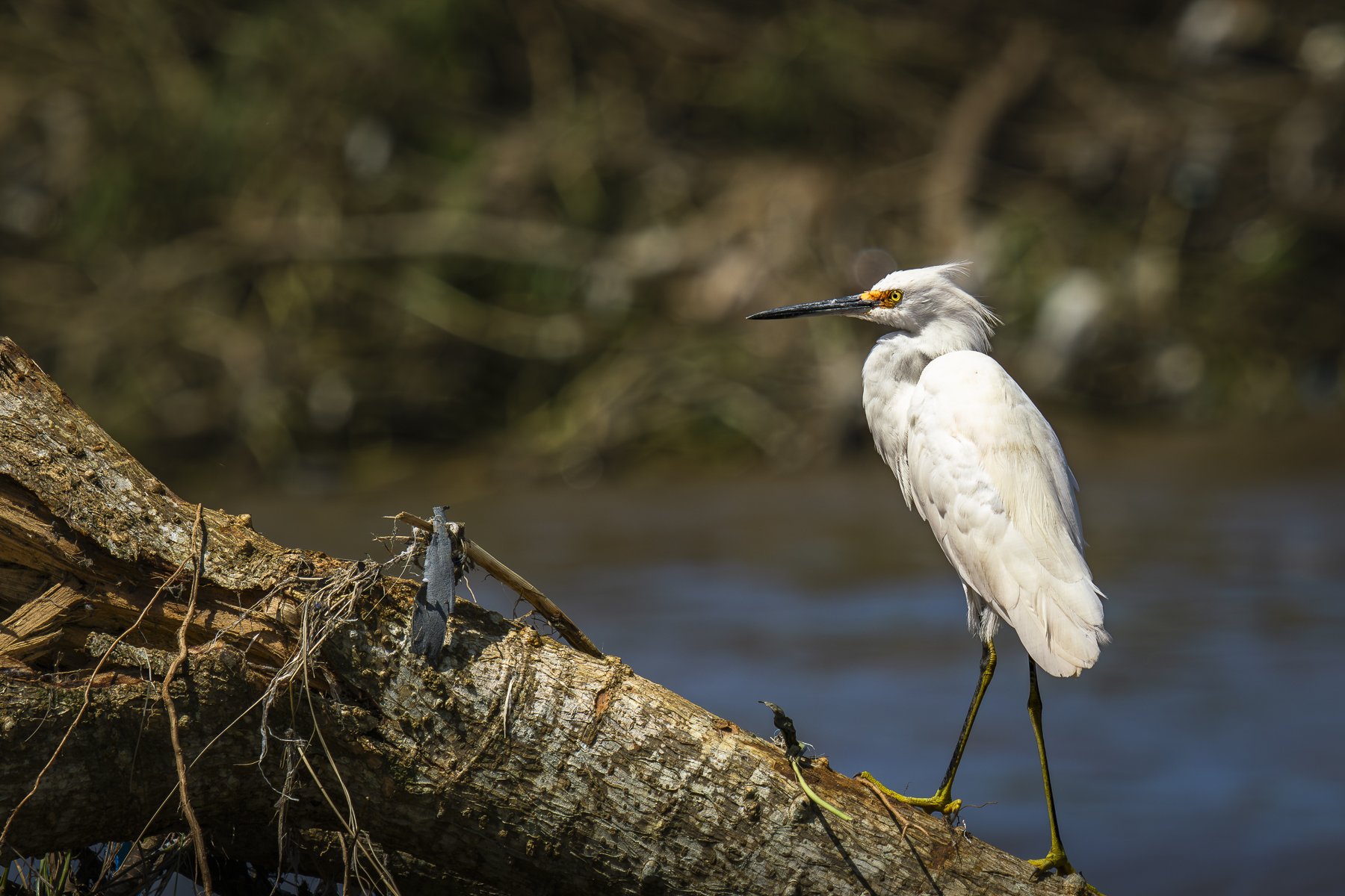 Snowy Egret River Safari 0586