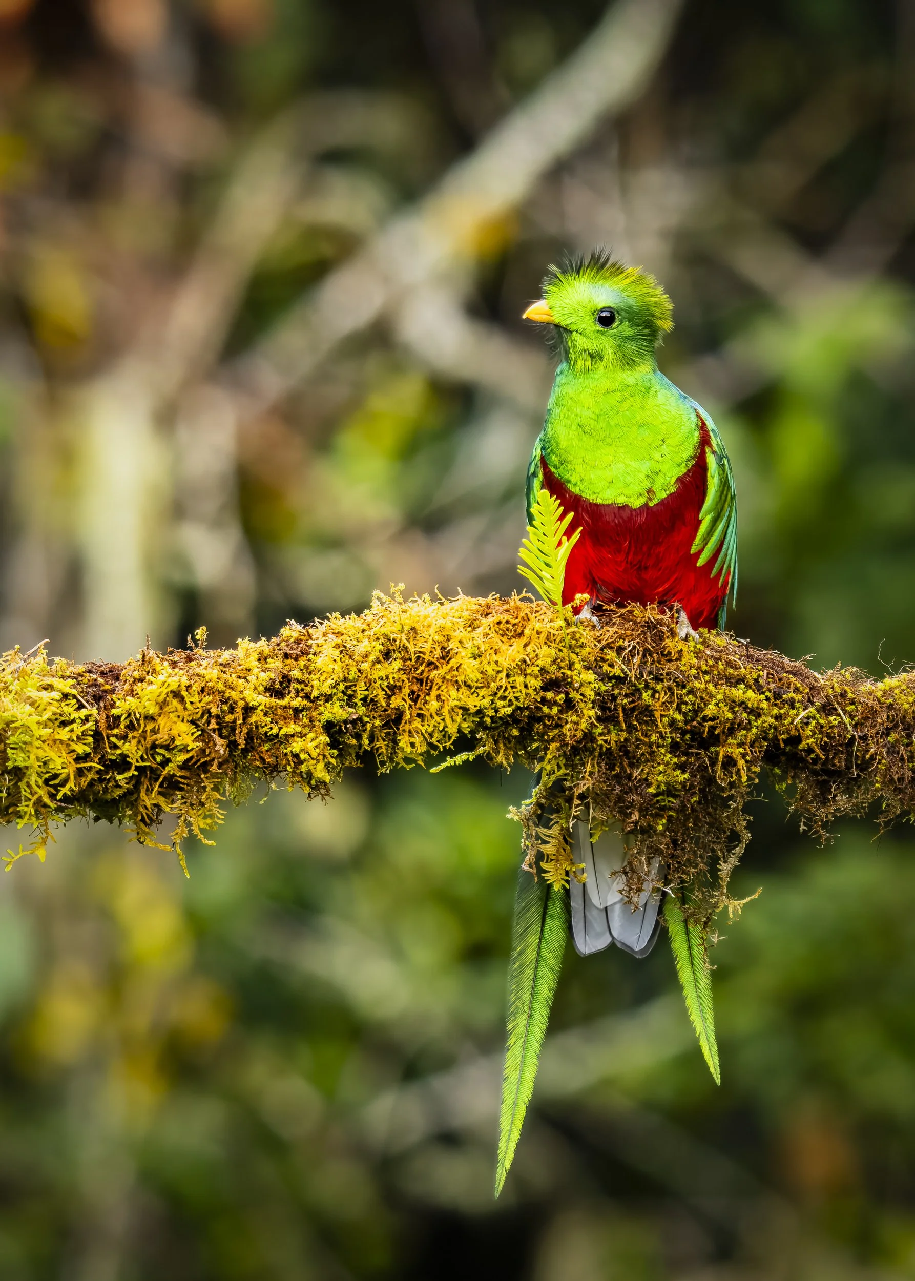 Resplendent Quetzal Male 0636