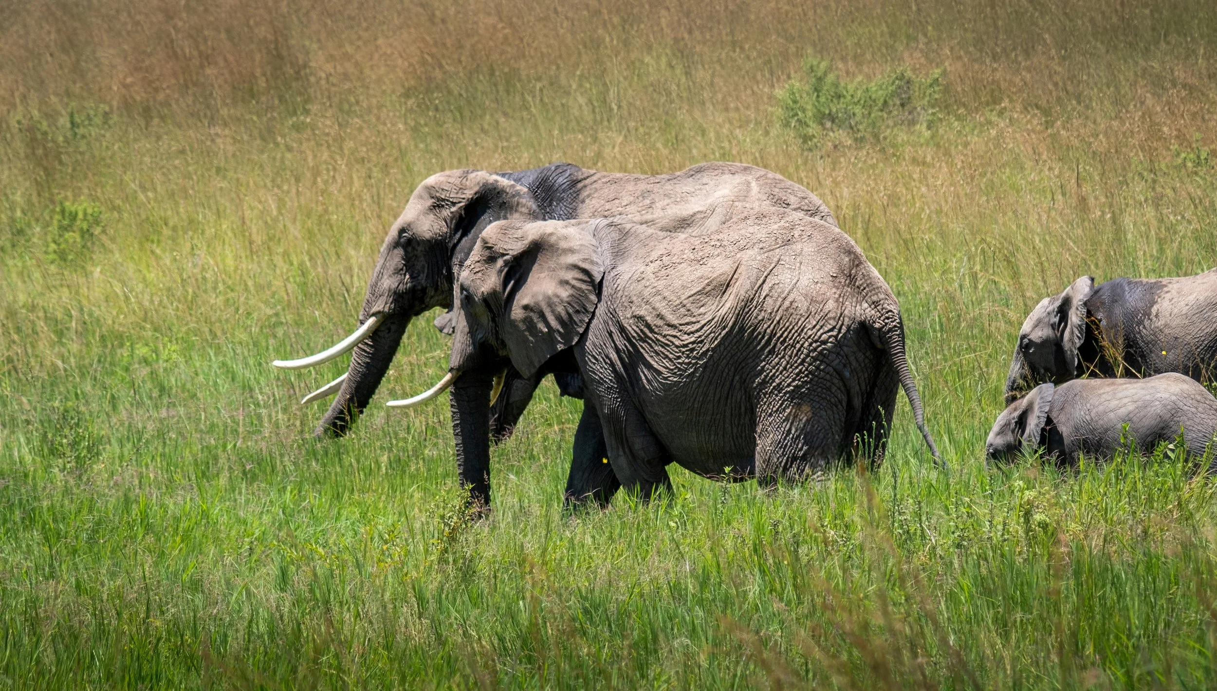 African Elephants Mom and Kids Marching to Water