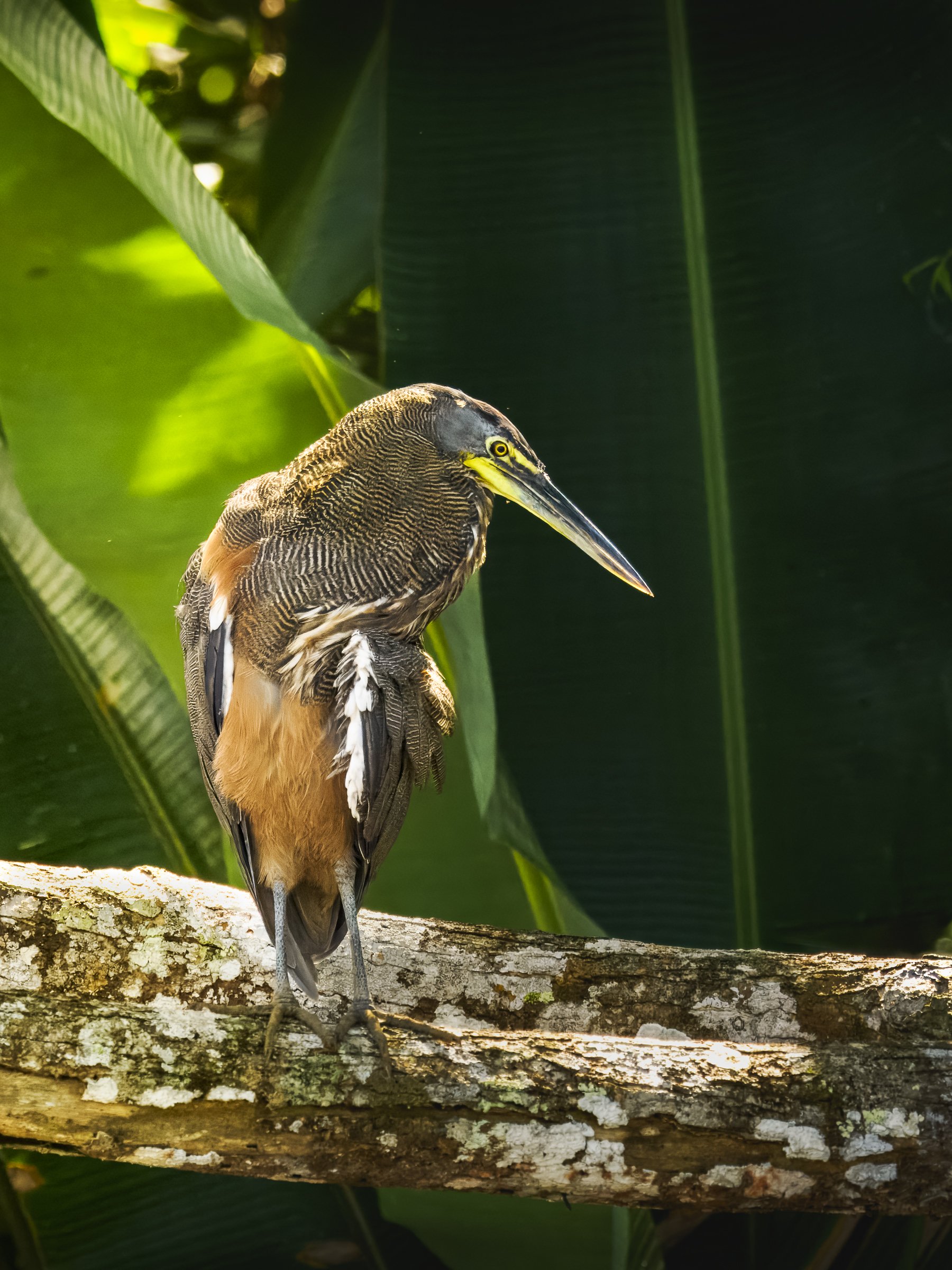 Bare-throated Tiger Heron Warm Sun 0484