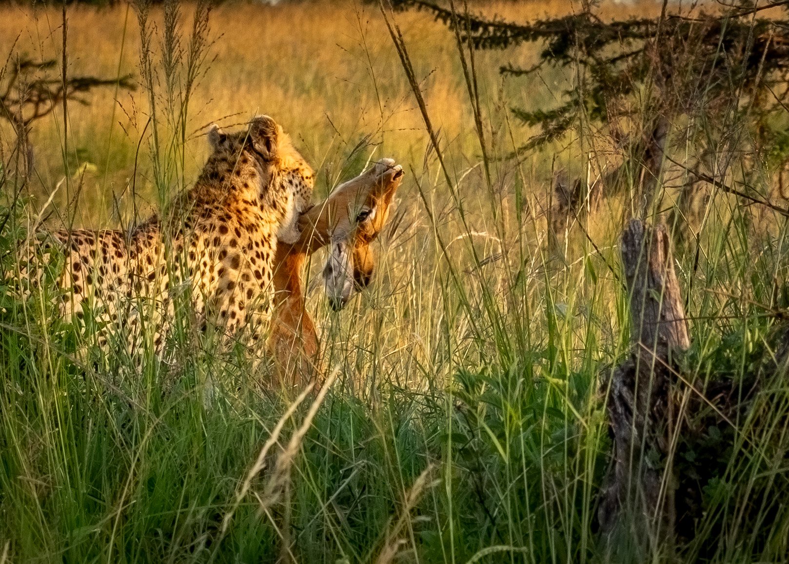 African Cheetah with fresh kill