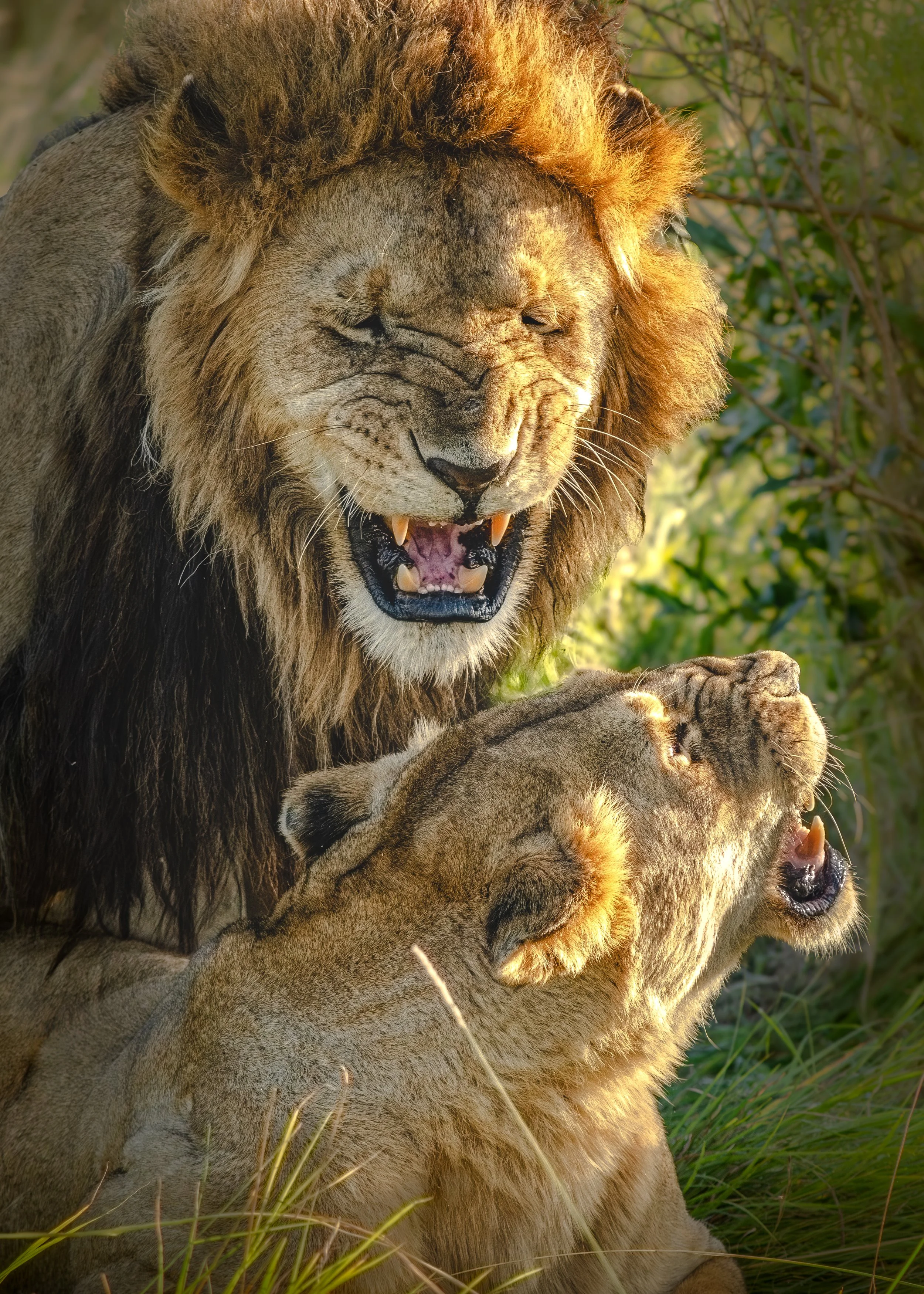 African Lions true love