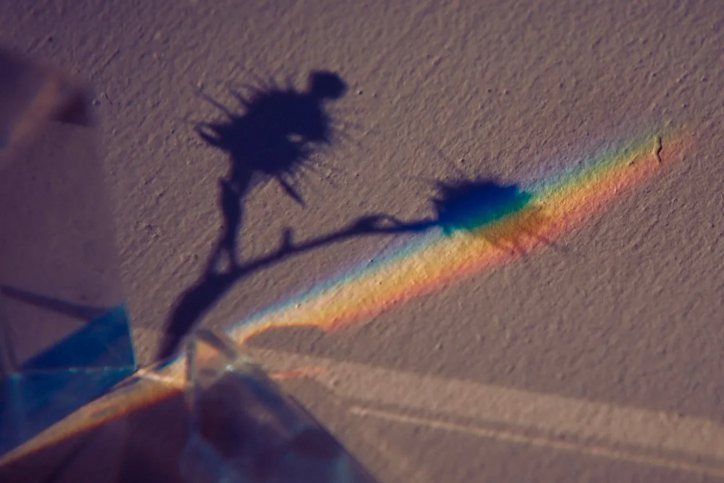 Shadow of thistle plant with rainbow
