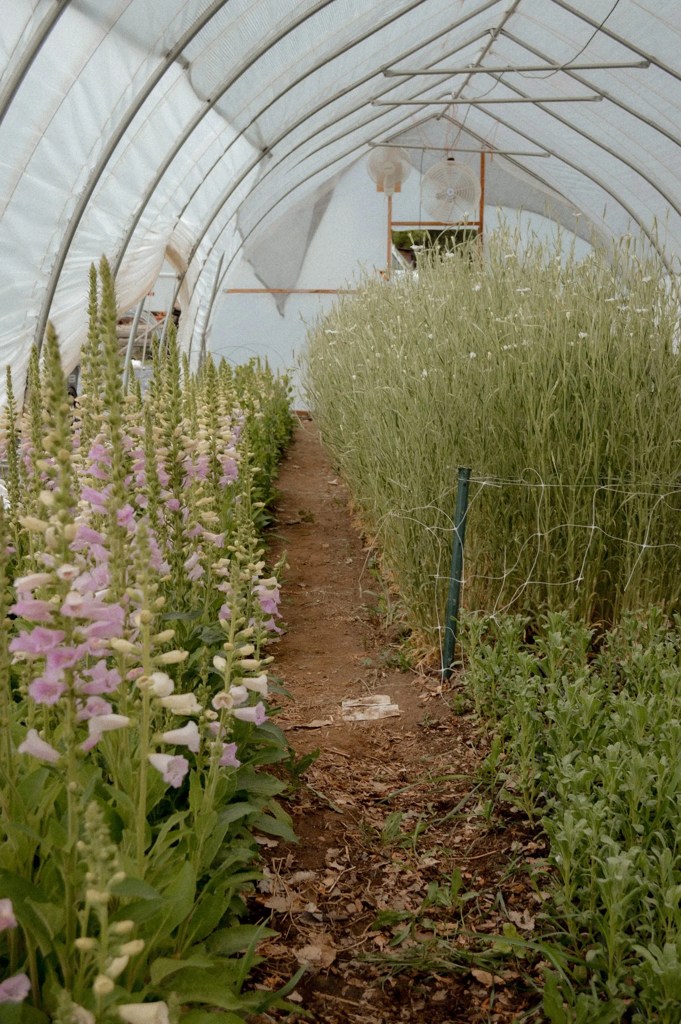 Colorado-Flower-Farm-Locally-Grown-30.jpg