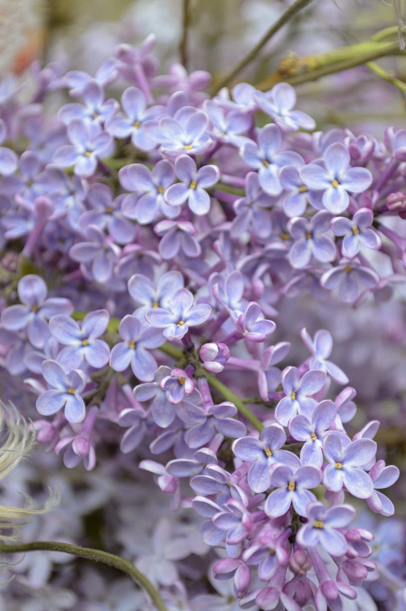 Lilac_Clematis_Colorado_wedding_flowers-27.jpg