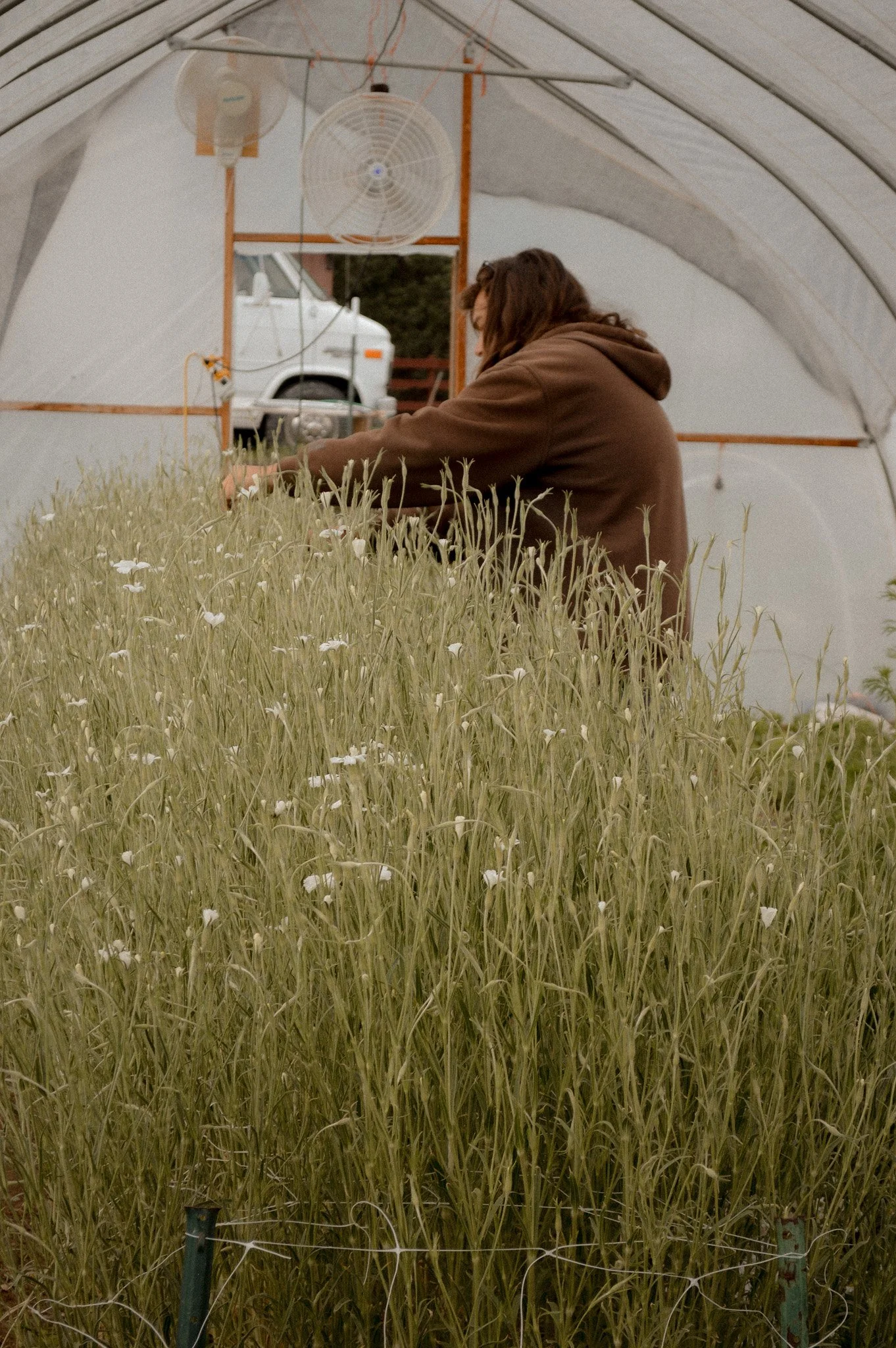Colorado-Flower-Farm-Locally-Grown-15.jpg
