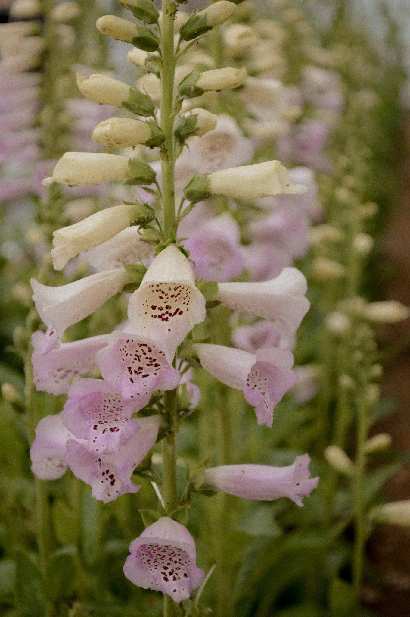 Colorado-Flower-Farm-Locally-Grown-37.jpg