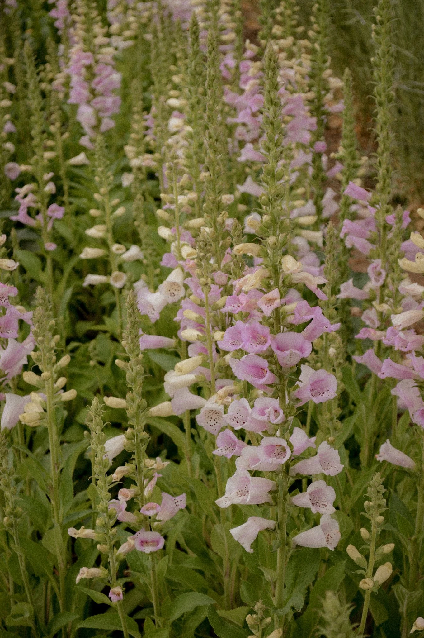 Colorado-Flower-Farm-Locally-Grown-27.jpg