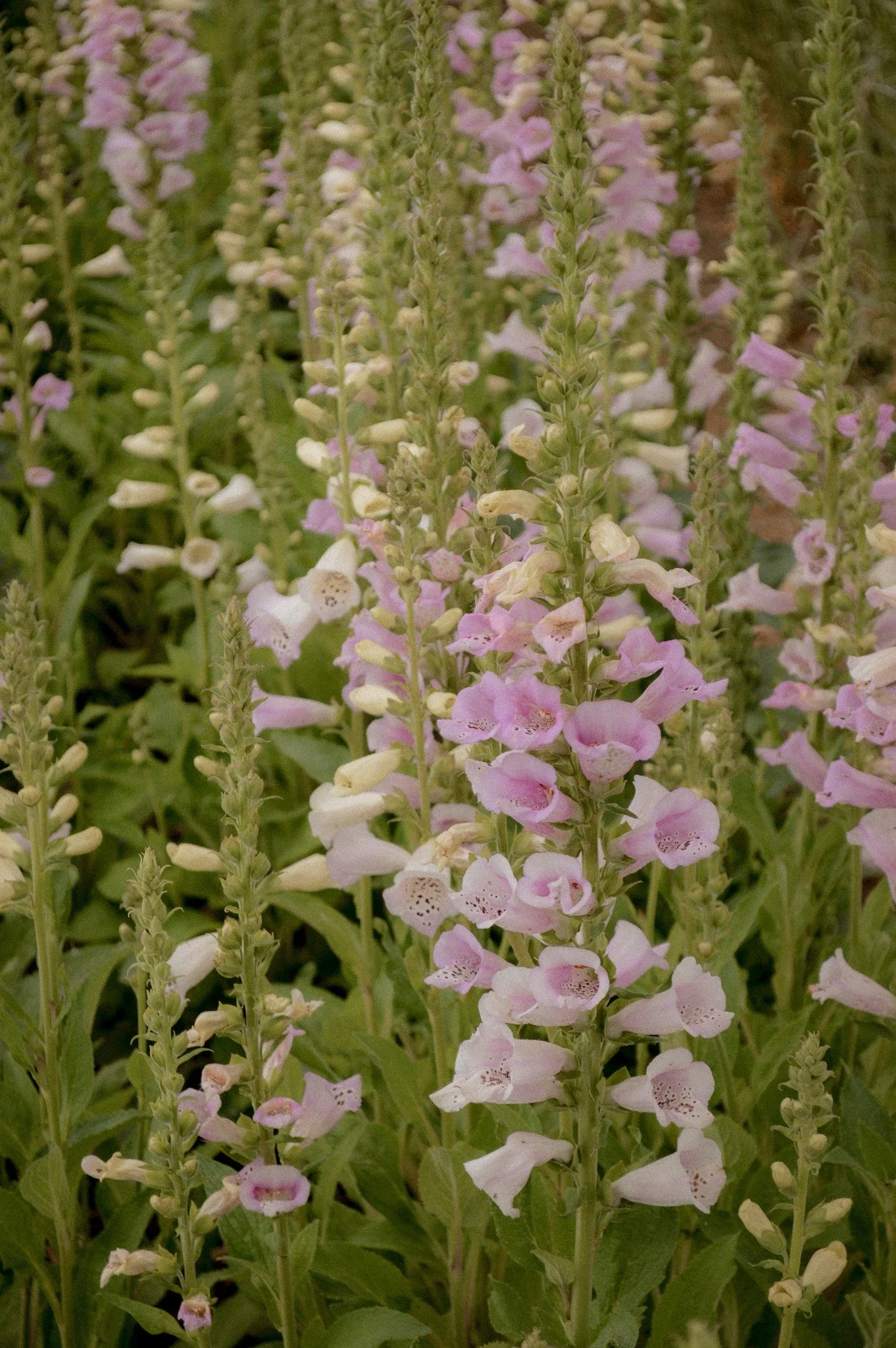 Colorado-Flower-Farm-Locally-Grown-26.jpg