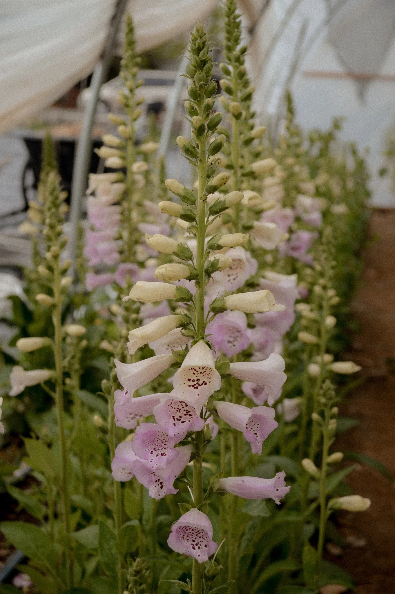 Colorado-Flower-Farm-Locally-Grown-39.jpg