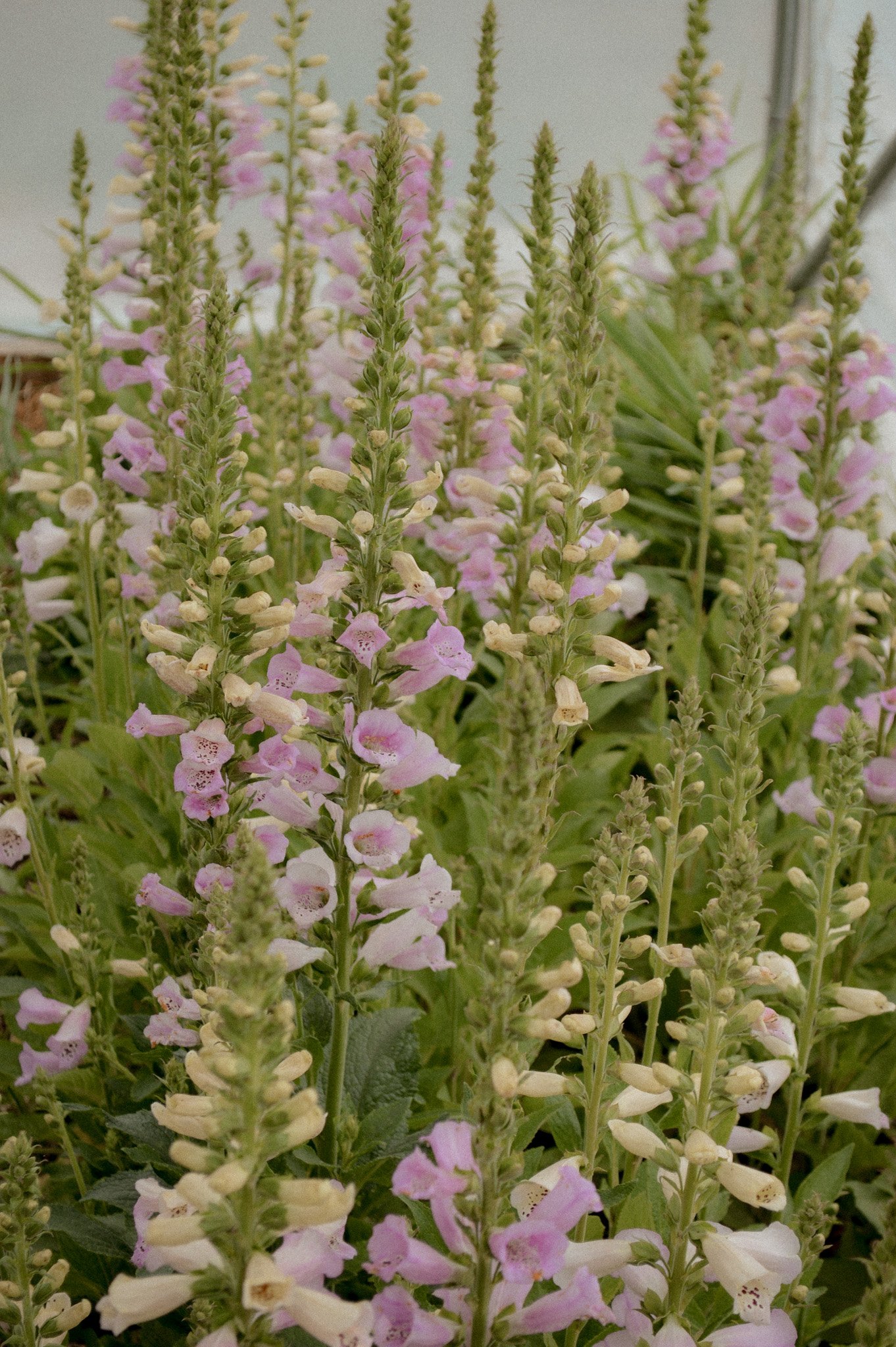 Colorado-Flower-Farm-Locally-Grown-35.jpg