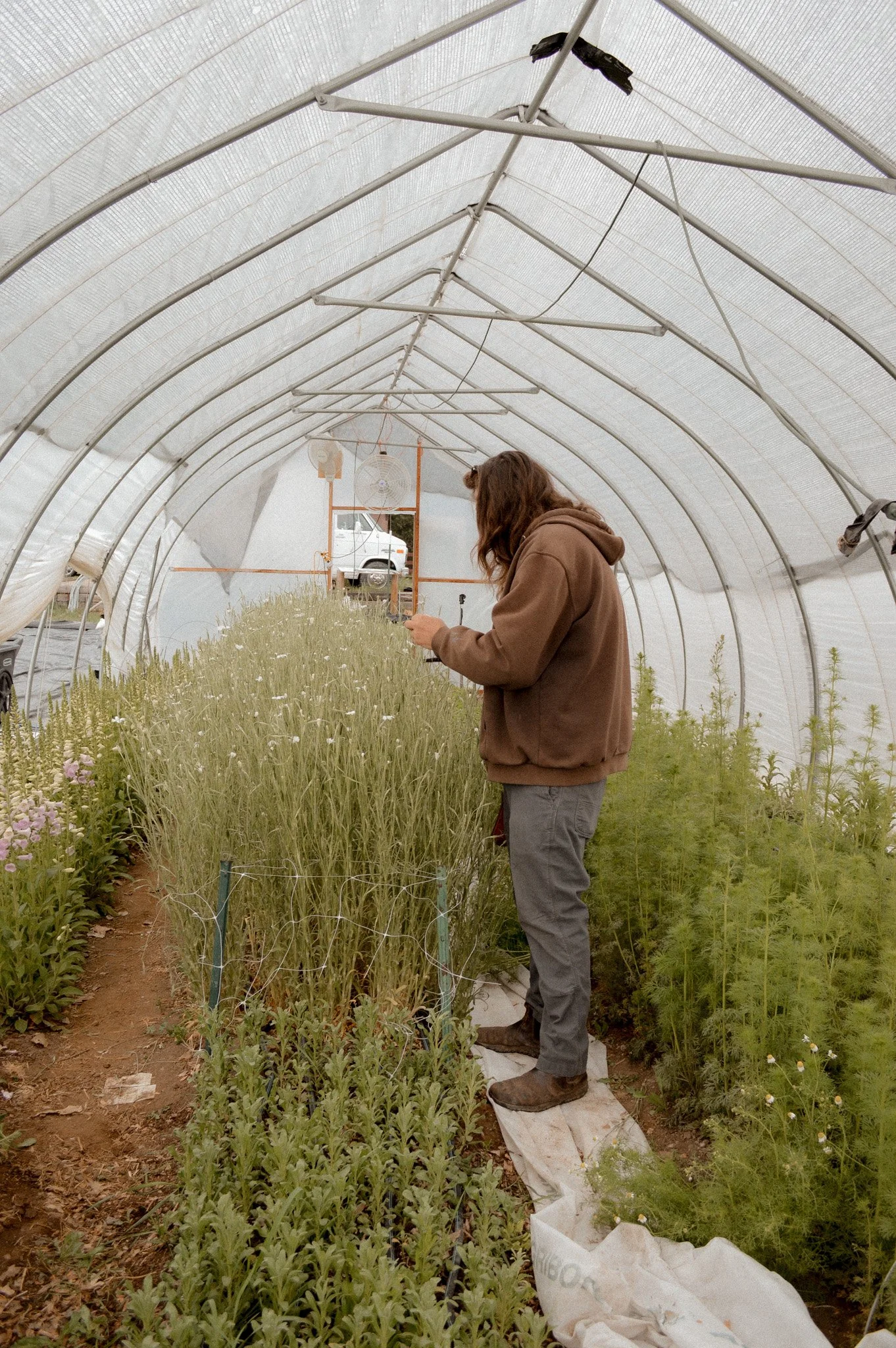 Colorado-Flower-Farm-Locally-Grown-21.jpg