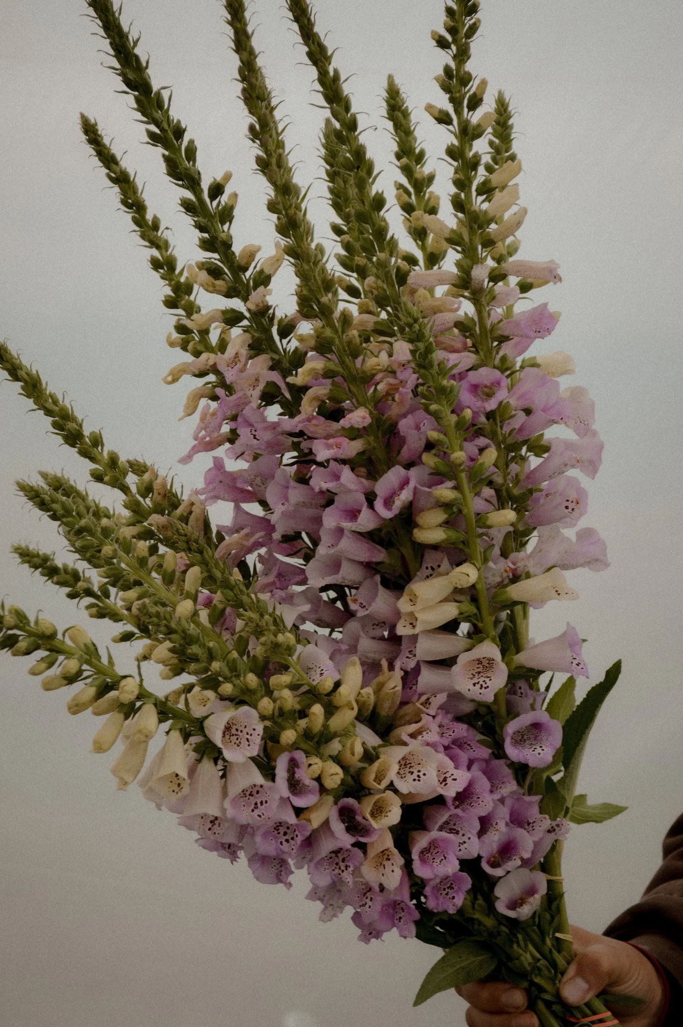 Colorado-Flower-Farm-Locally-Grown-08.jpg