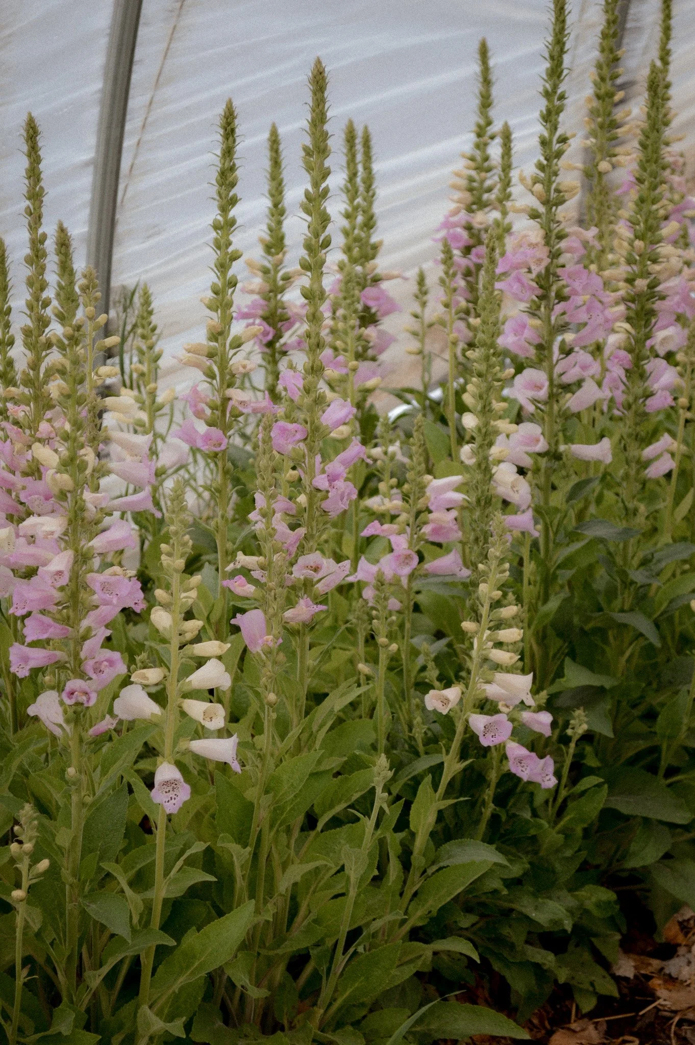 Colorado-Flower-Farm-Locally-Grown-47.jpg