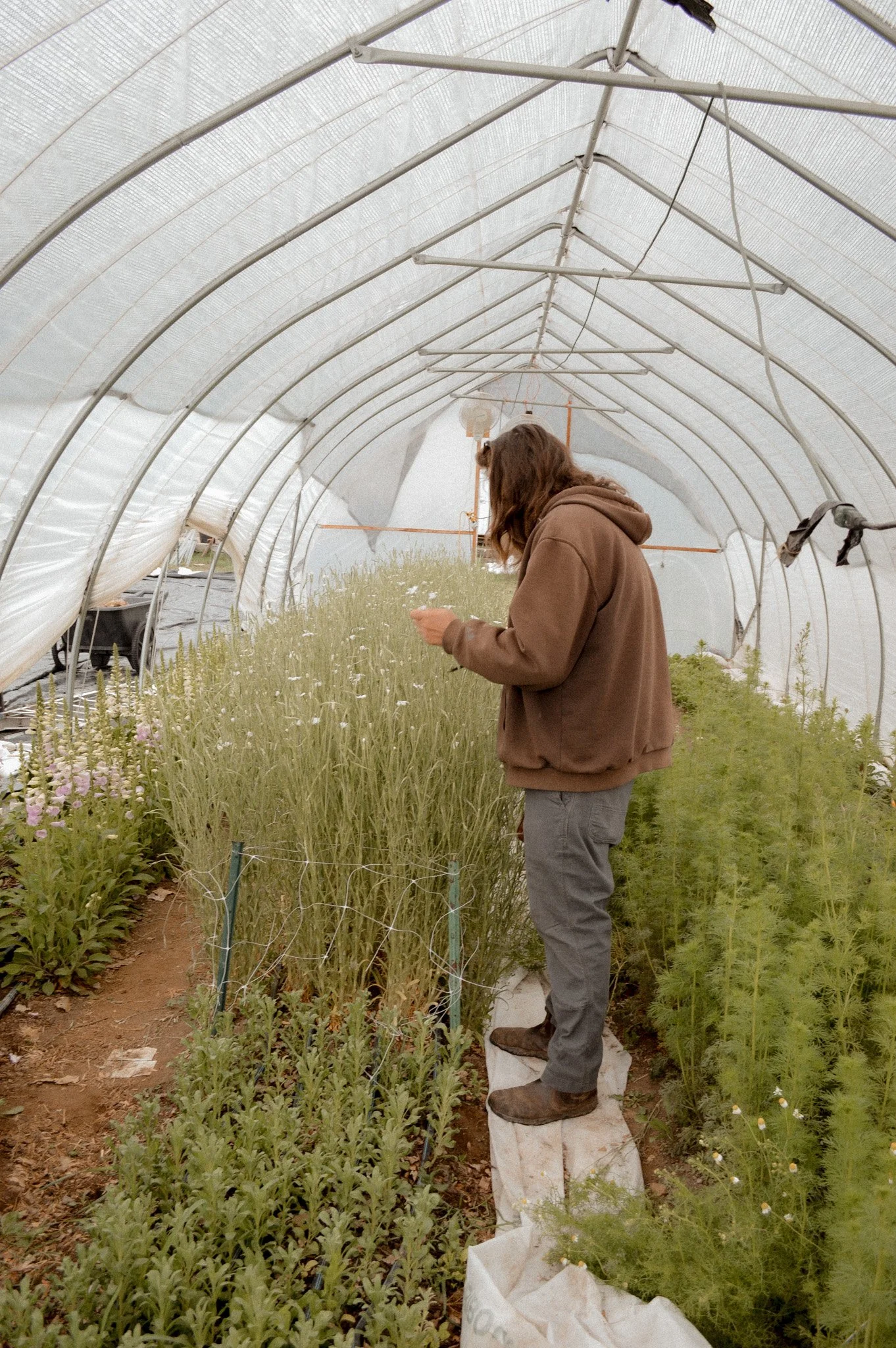 Colorado-Flower-Farm-Locally-Grown-22.jpg