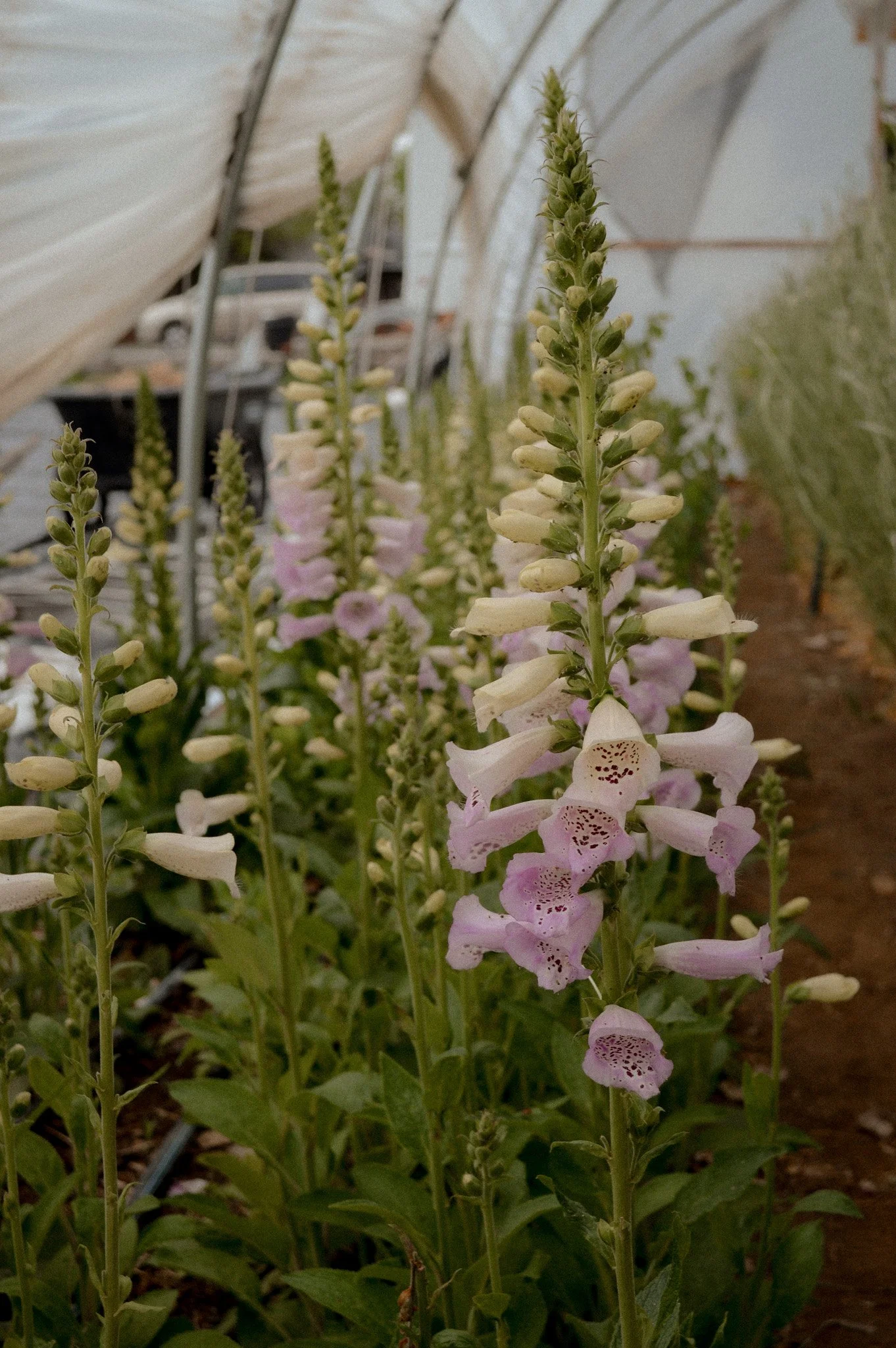 Colorado-Flower-Farm-Locally-Grown-38.jpg