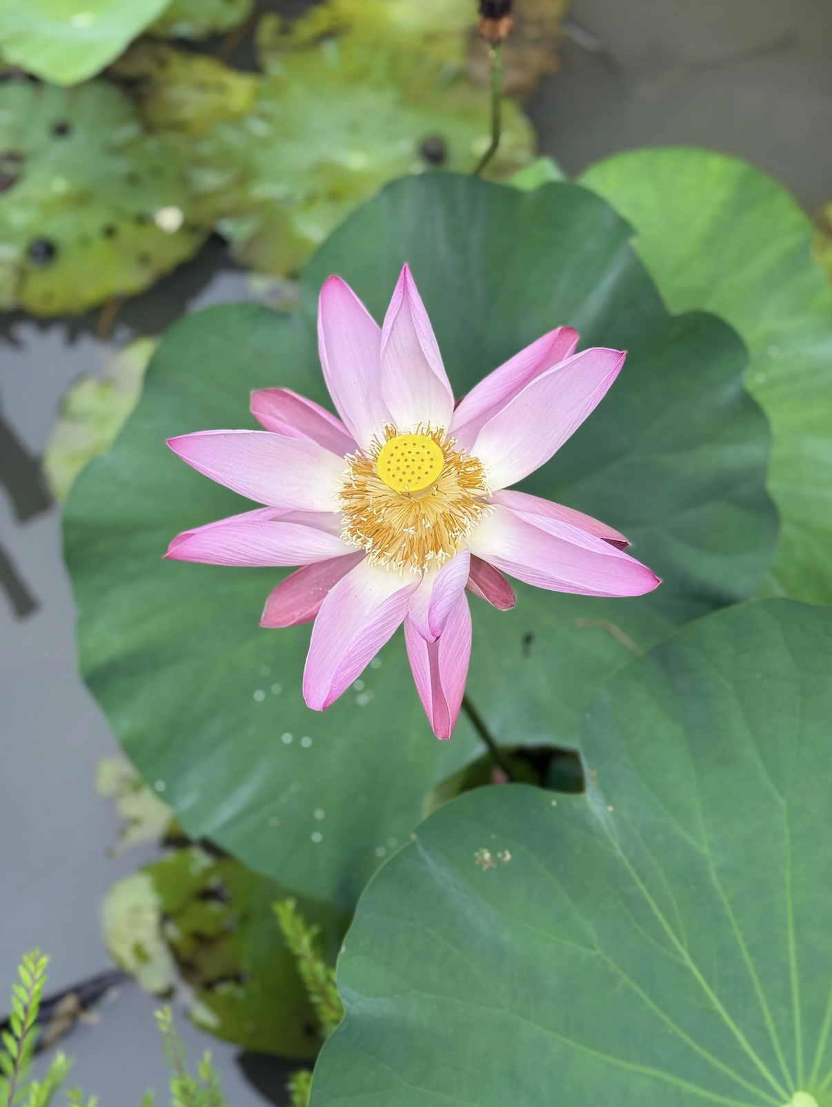 Pink and white water lily flower with yellow seed pod in the center, floating on a pond with large green lily pads.