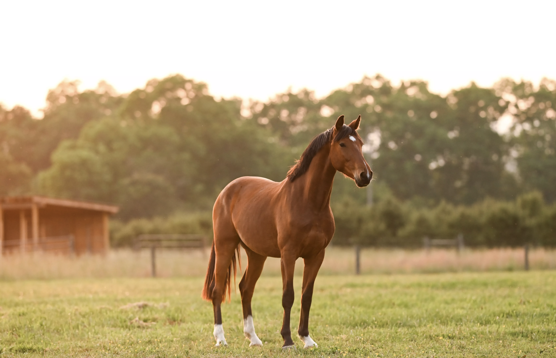 A brown horse stands in a grassy field during sunset, with a blurred background of trees and a wooden structure.