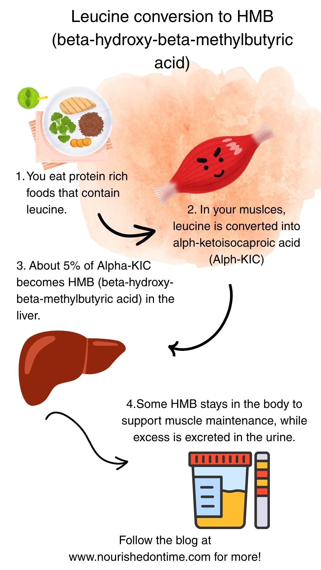 Prevent Muscle Loss: Discover the Power of HMB (Beta-Hydroxy-Beta-Methylbutyrate)