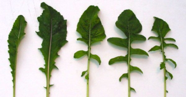 Top 6 Greens for Spring