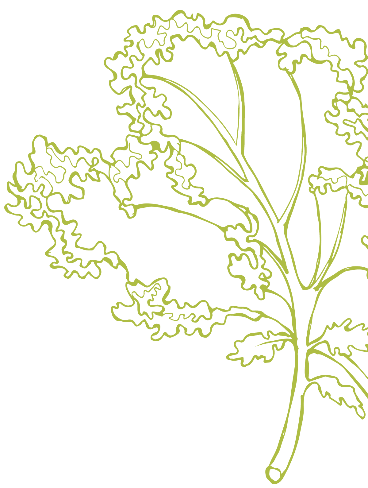Outline illustration of a bunch of curly kale leaves in green against a black background.