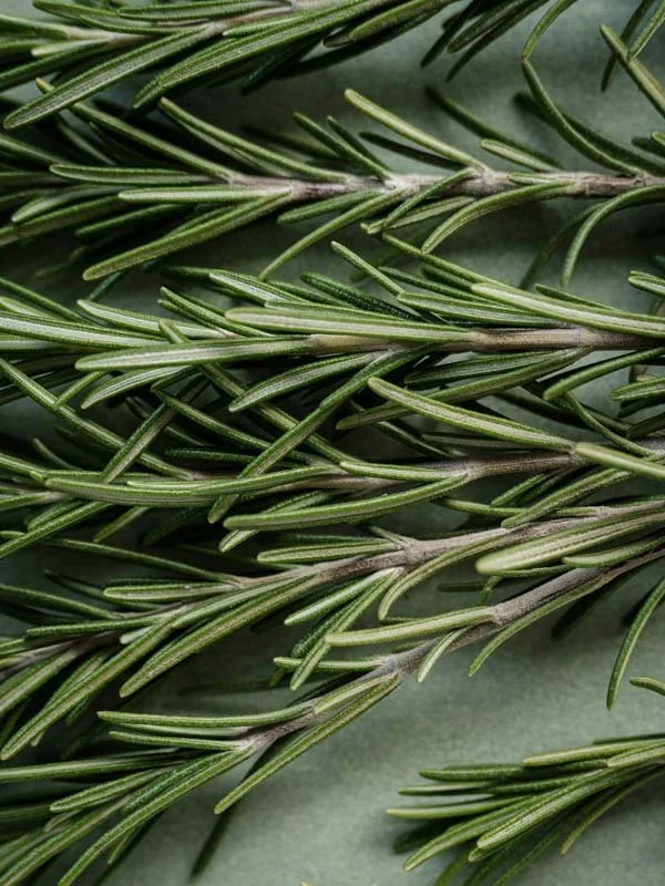Close-up of fresh rosemary sprigs with needle-like green leaves.
