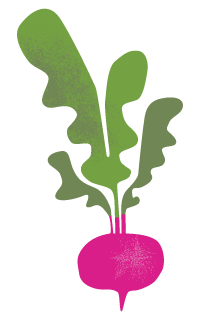 Illustration of a pink radish with green leaves.