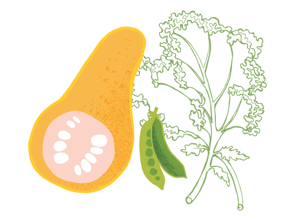 Illustration of a butternut squash, a snap pea pod, and kale leaves.