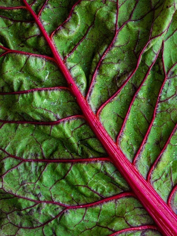 Close-up of a vibrant green leaf with red veins and red stem, with water droplets on its surface.