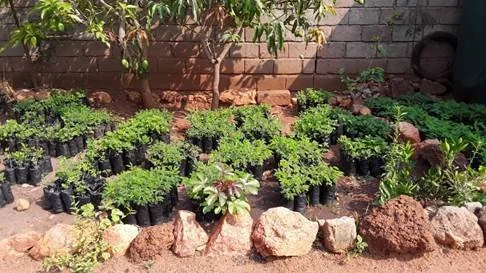 "He who plants a tree, plants a Hope..."