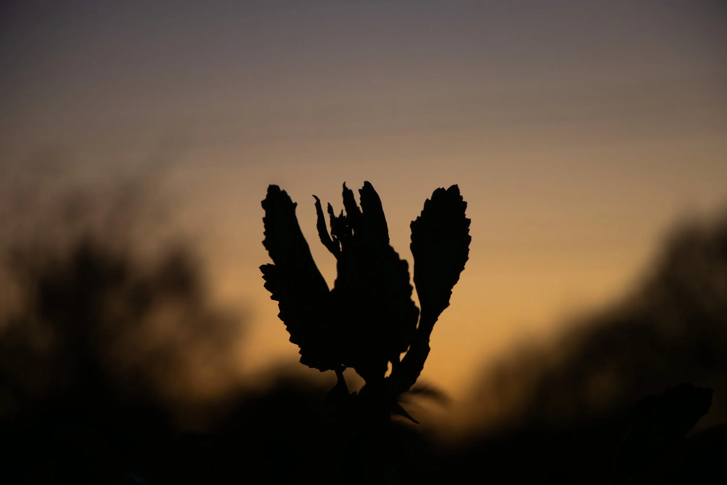 Silhouette of a plant or flower against a sunset or dawn sky with soft, warm colors.
