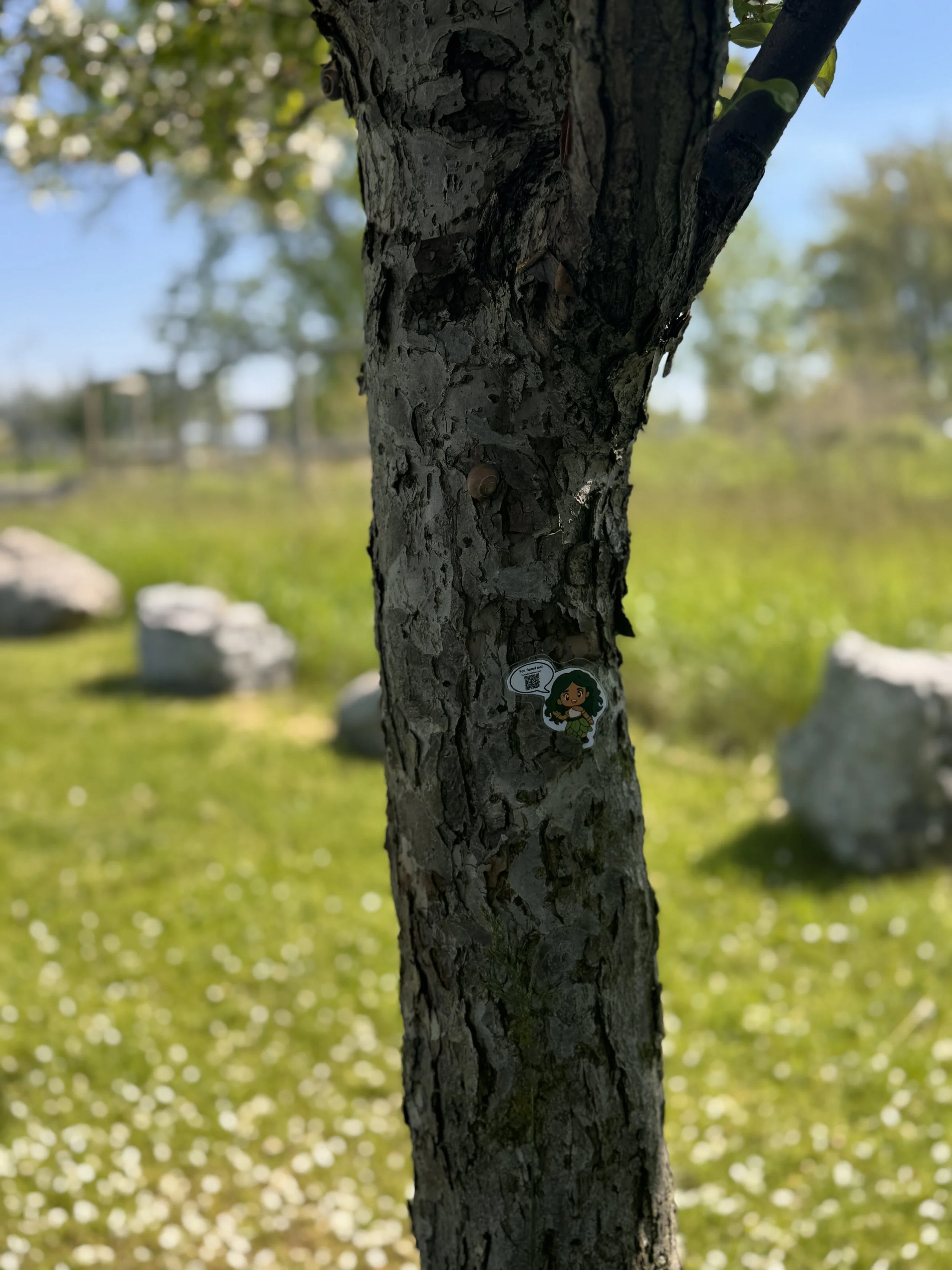IMG_2636.JPEG