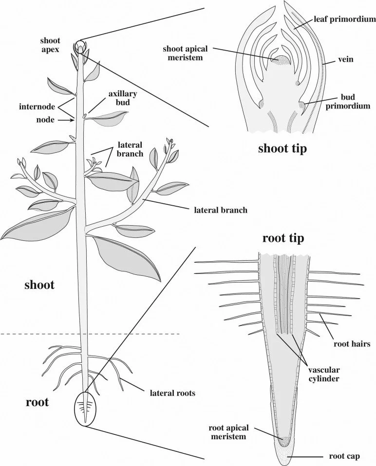 Week 1: The Language of Leaves, Stems, and Roots