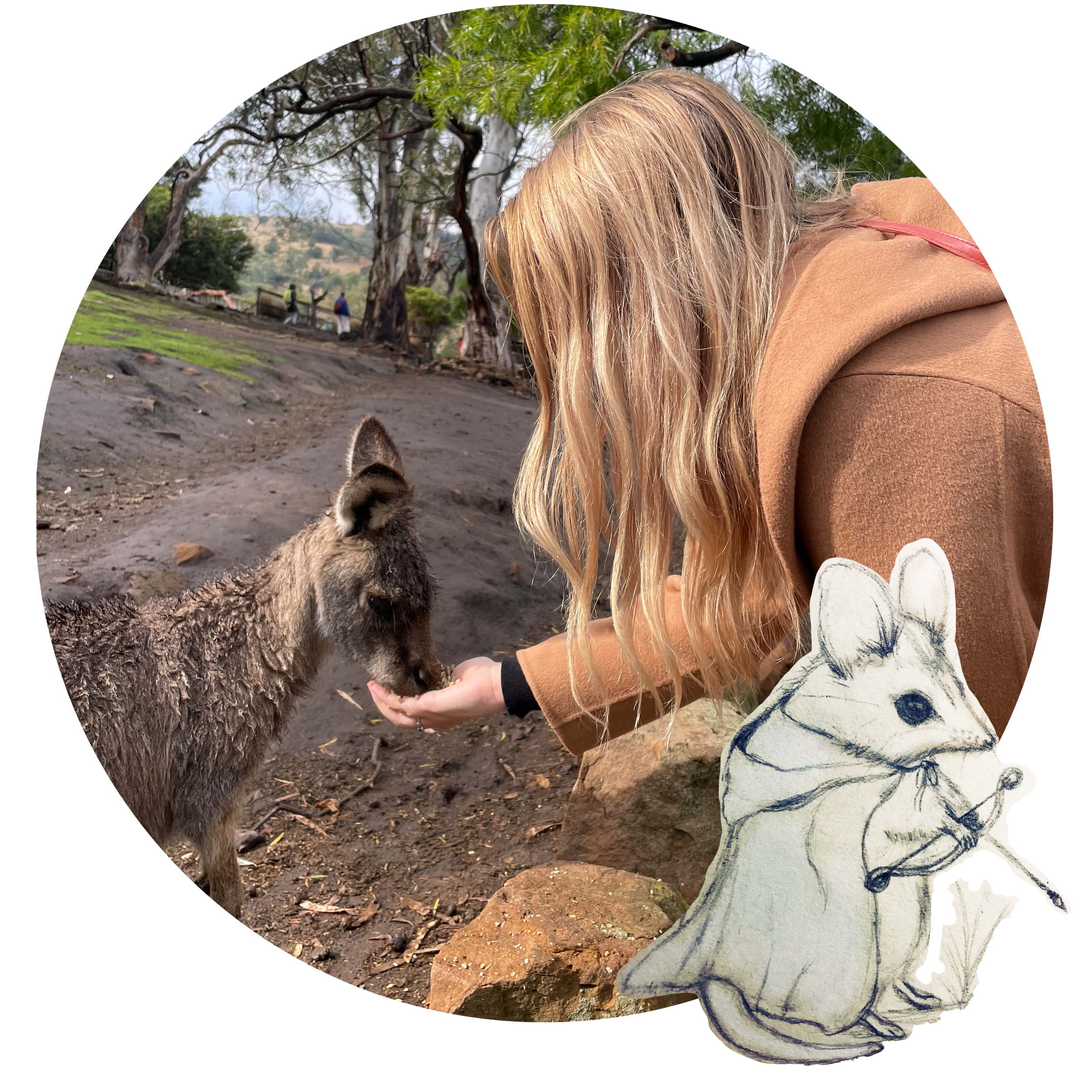 Hand feeding a Kangaroo with a sketch of a Fat-Tailed Dunnart over the top