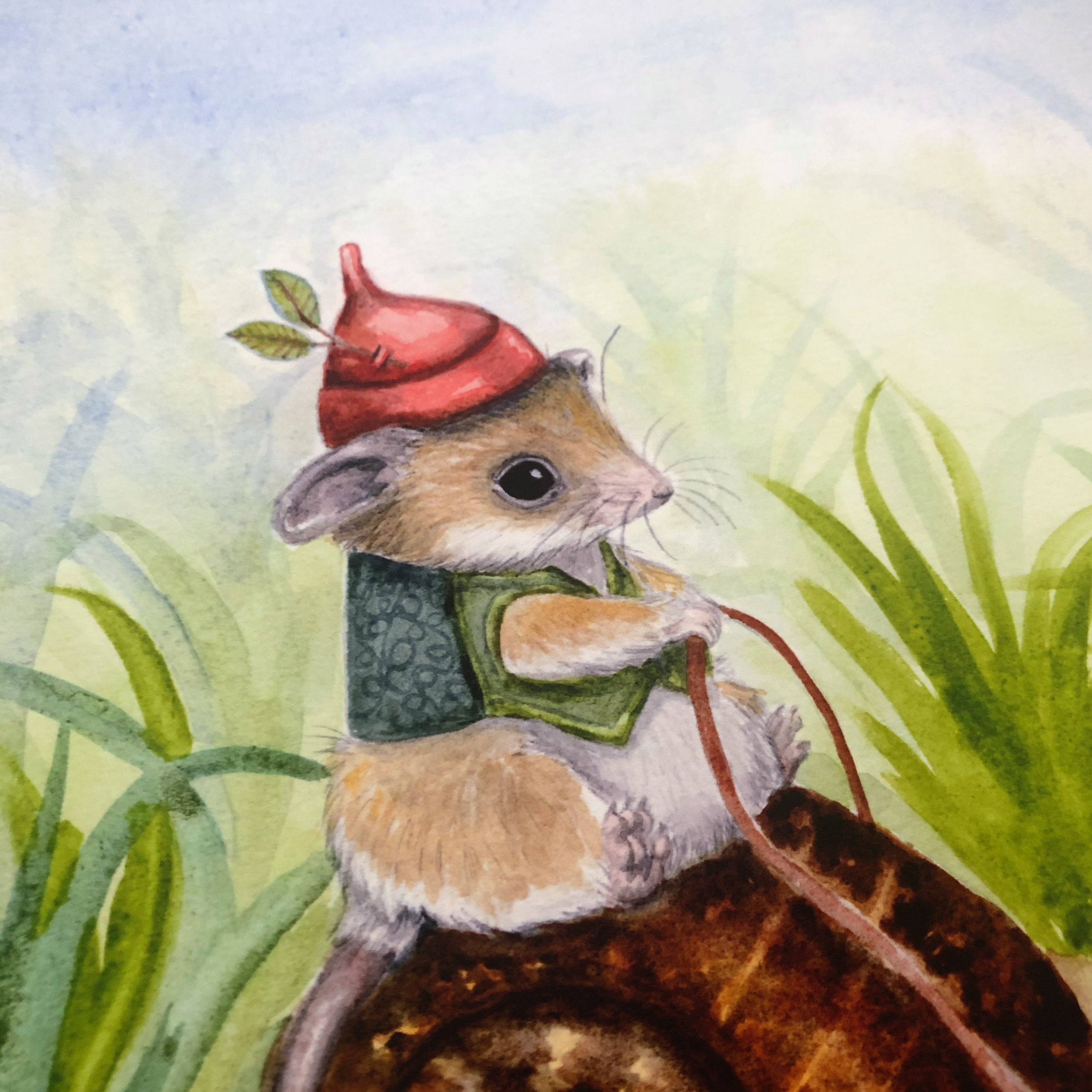 Western-pygmy-possum-on-giant-panda-snail-4.png