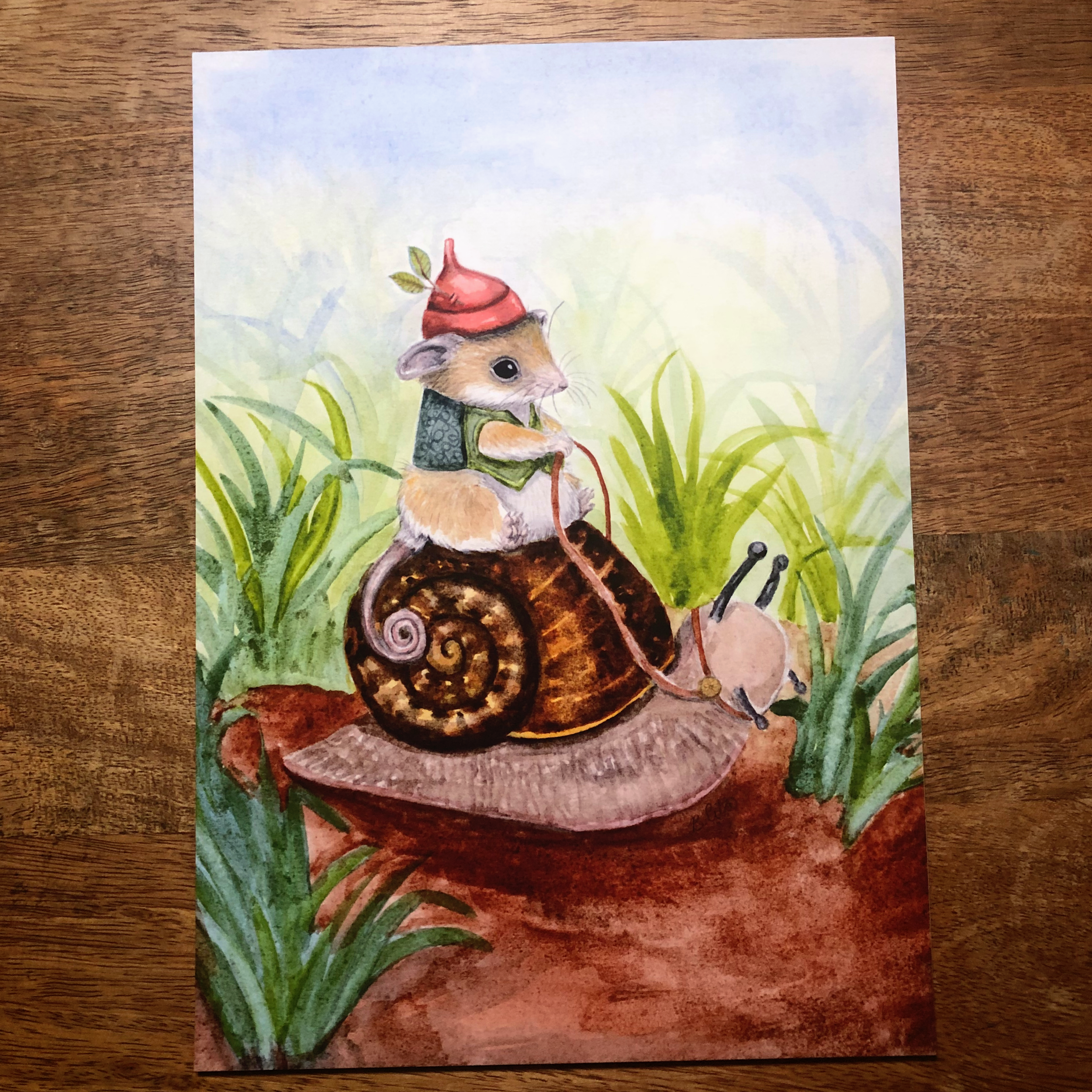 Western-pygmy-possum-on-giant-panda-snail-2.png