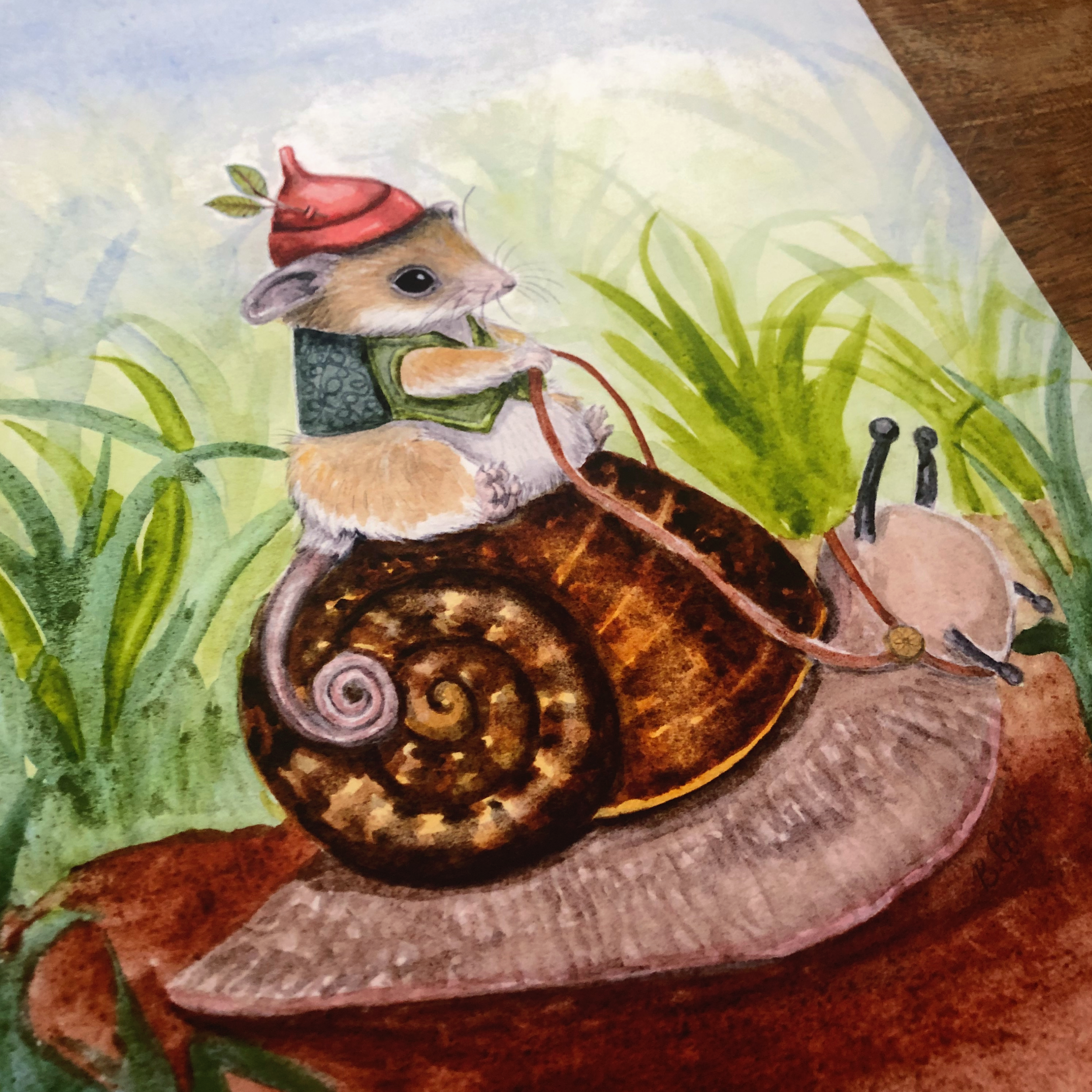 Western-pygmy-possum-on-giant-panda-snail-3.png