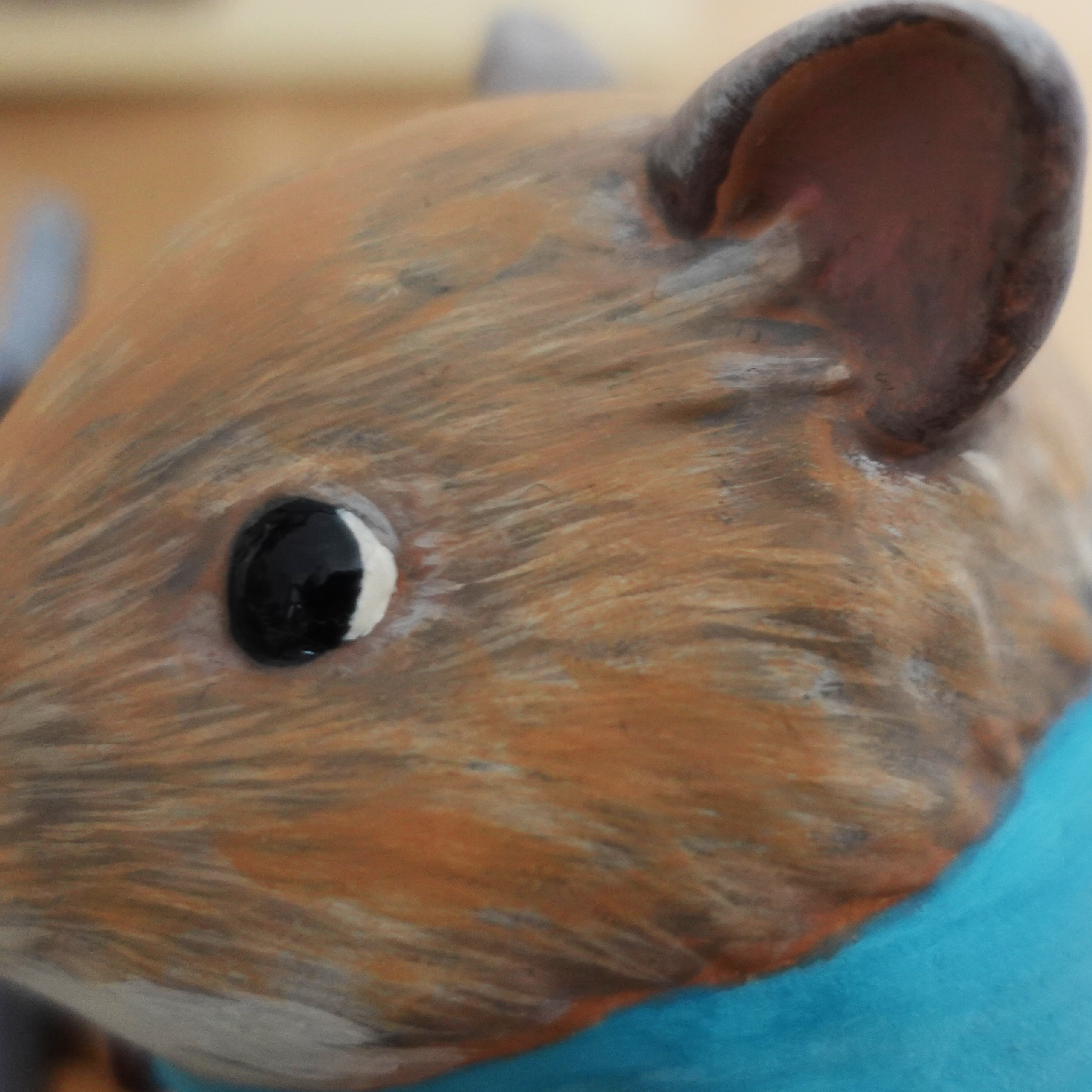 greater-stick-nest-rat-1-Little-Sam-4.png
