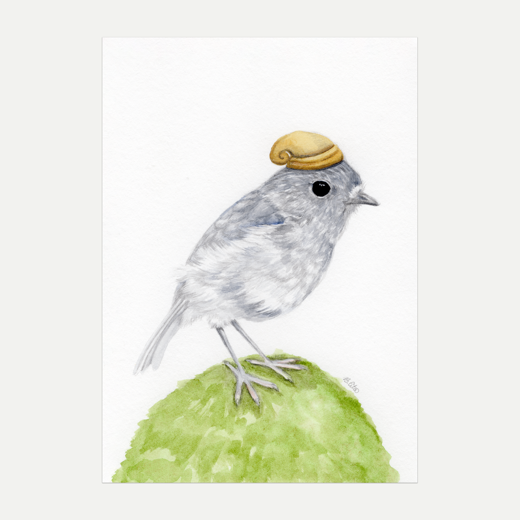Toutouwai NZ North Island Robin A4 Print