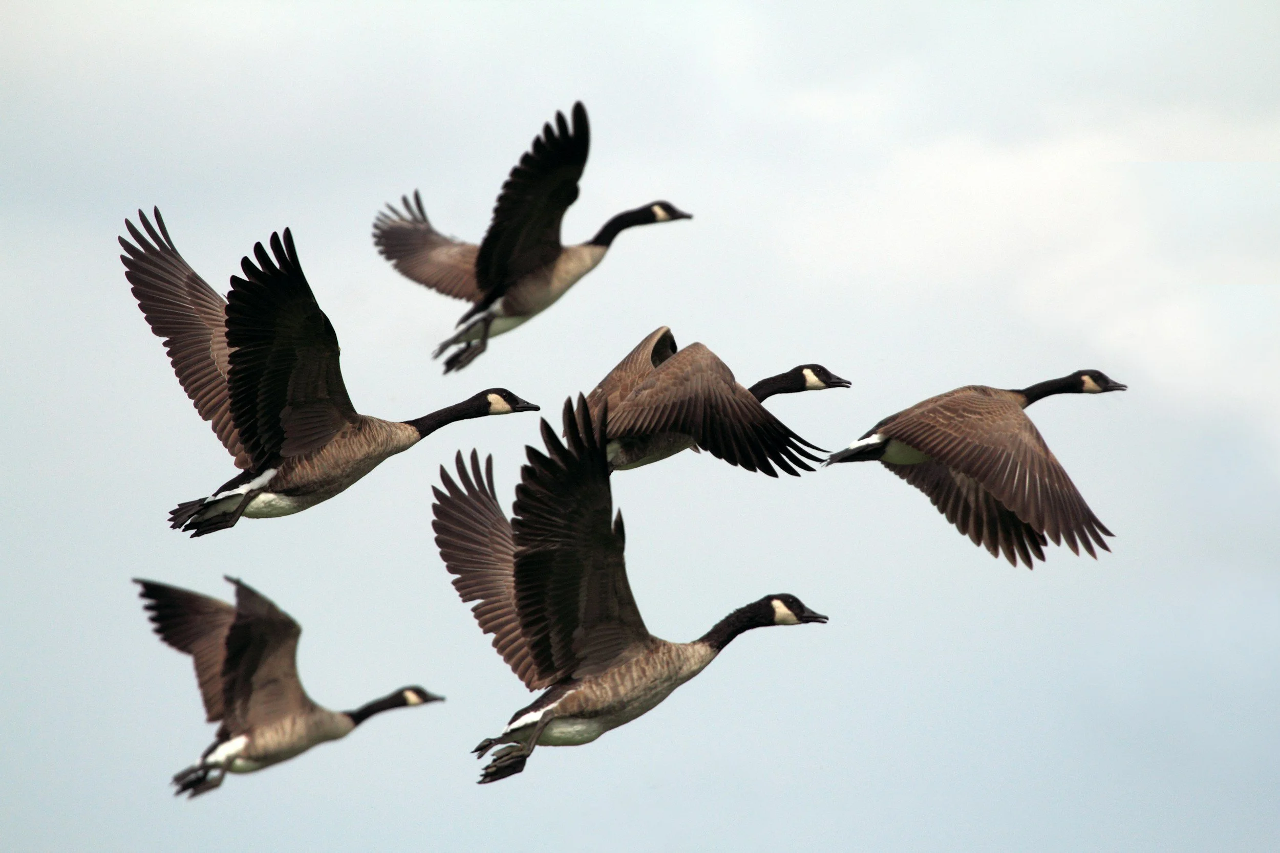 Group of seven Canada geese flying in formation against a cloudy sky.