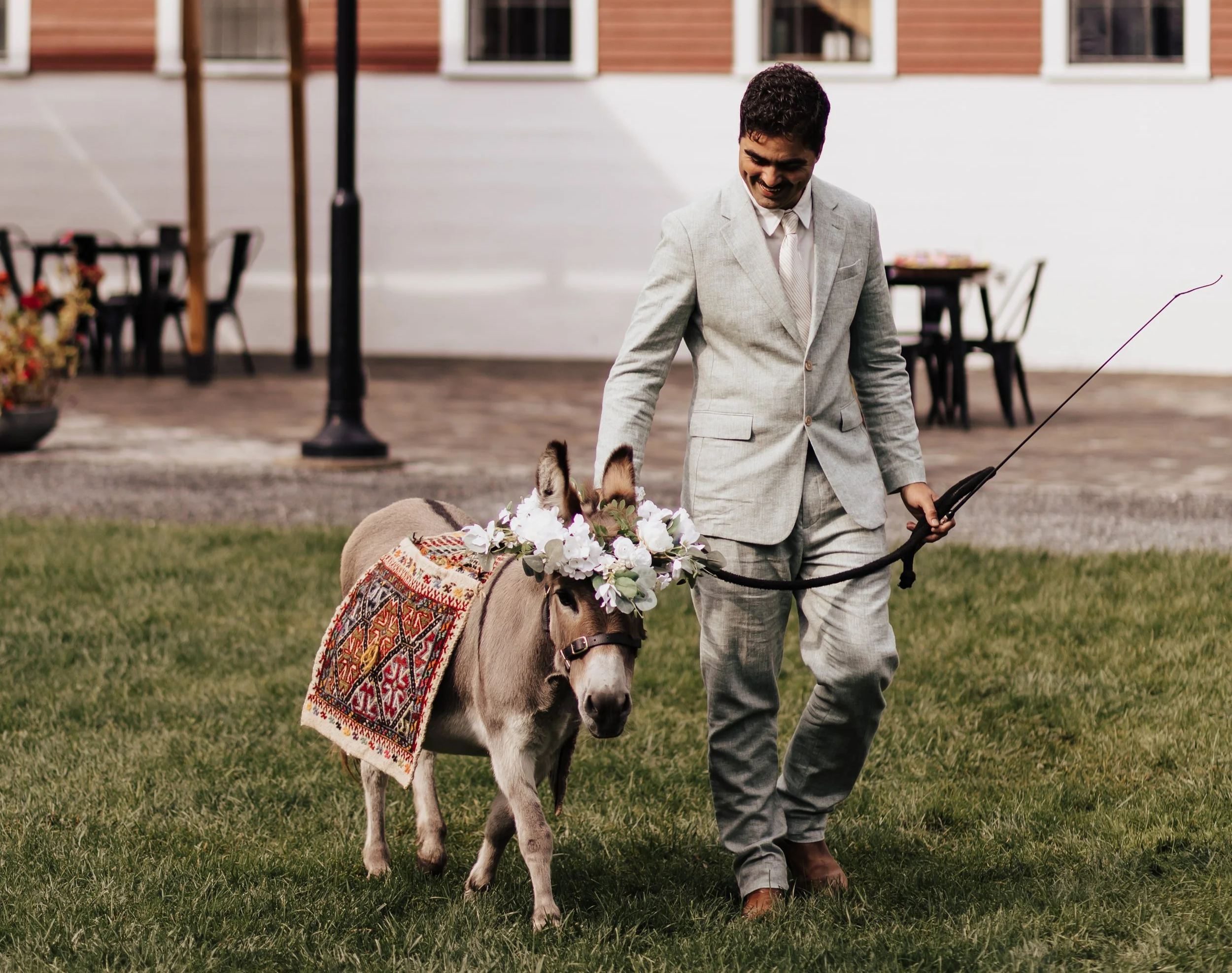 A man in a light gray suit walking a donkey with a floral crown and decorated saddle in an outdoor setting.